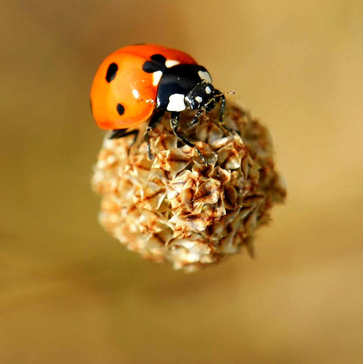 A seven-spot ladybird, a natural garden pest predator