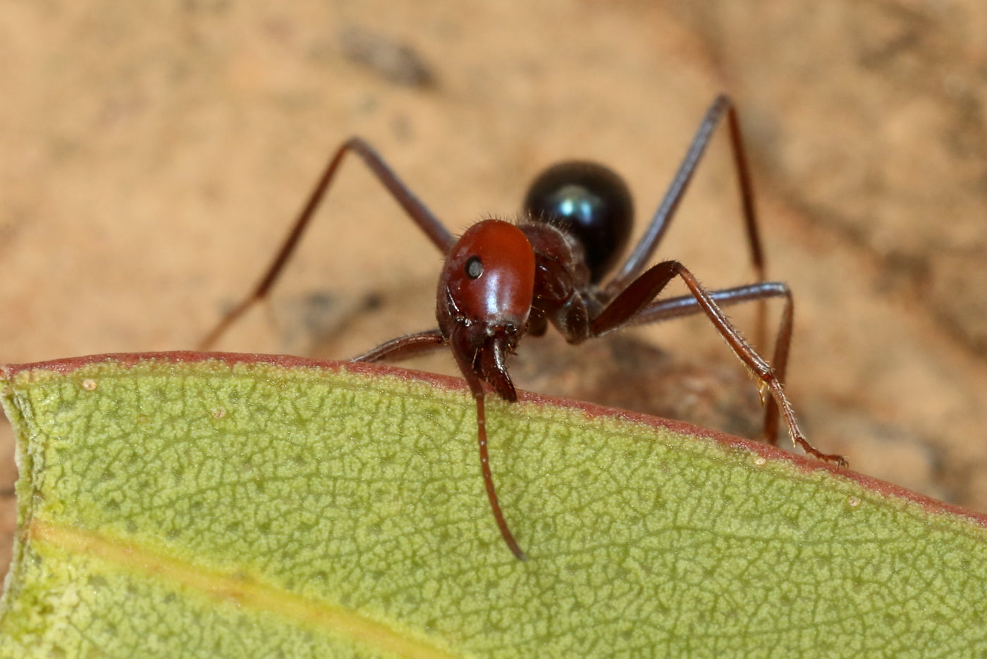 Meat ant (Iridomyrmex purpureus), a common Australian garden ant