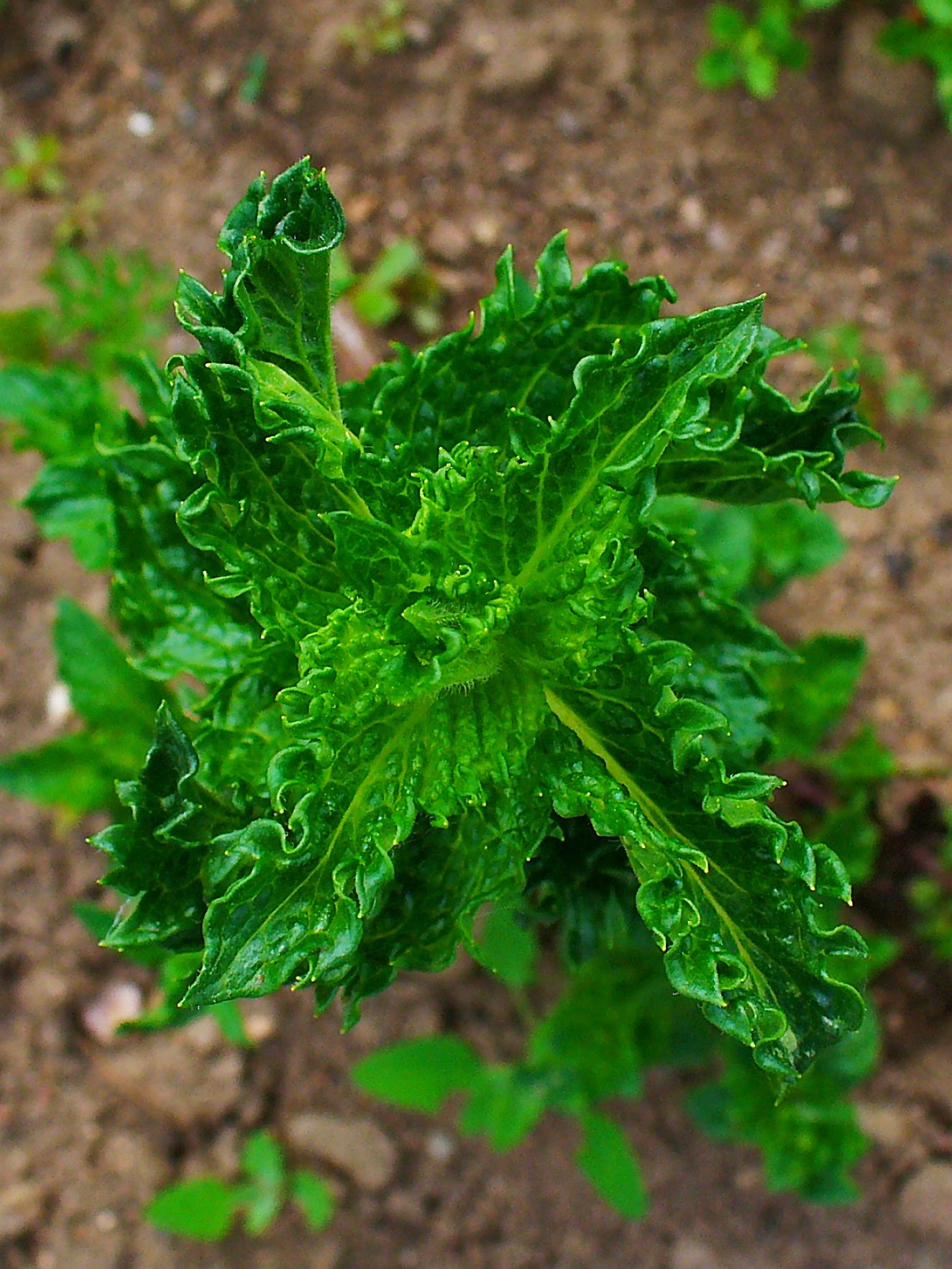 mint in a raised bed