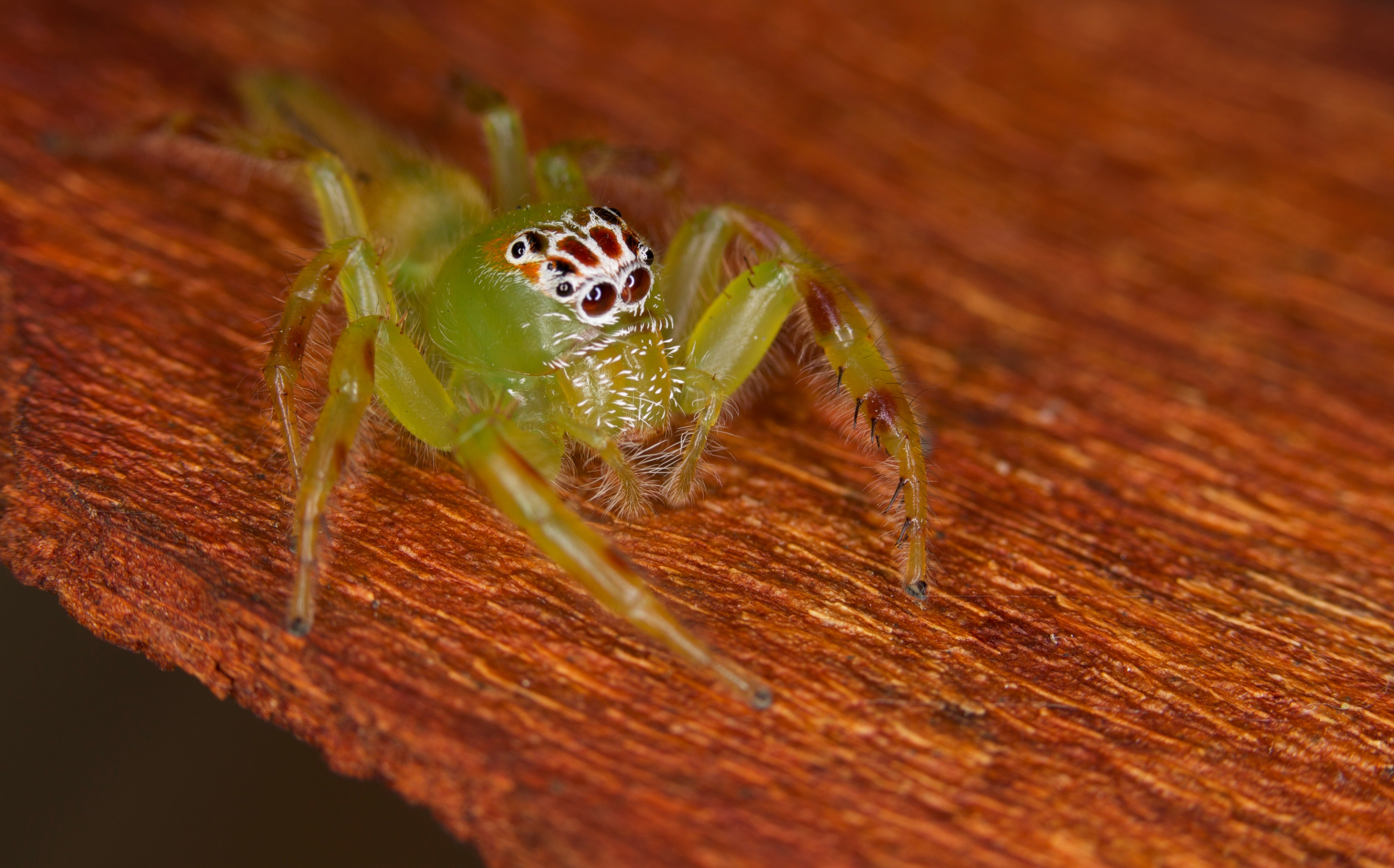 Green jumping spider (Mopsus mormon), a harmless Australian garden hunter