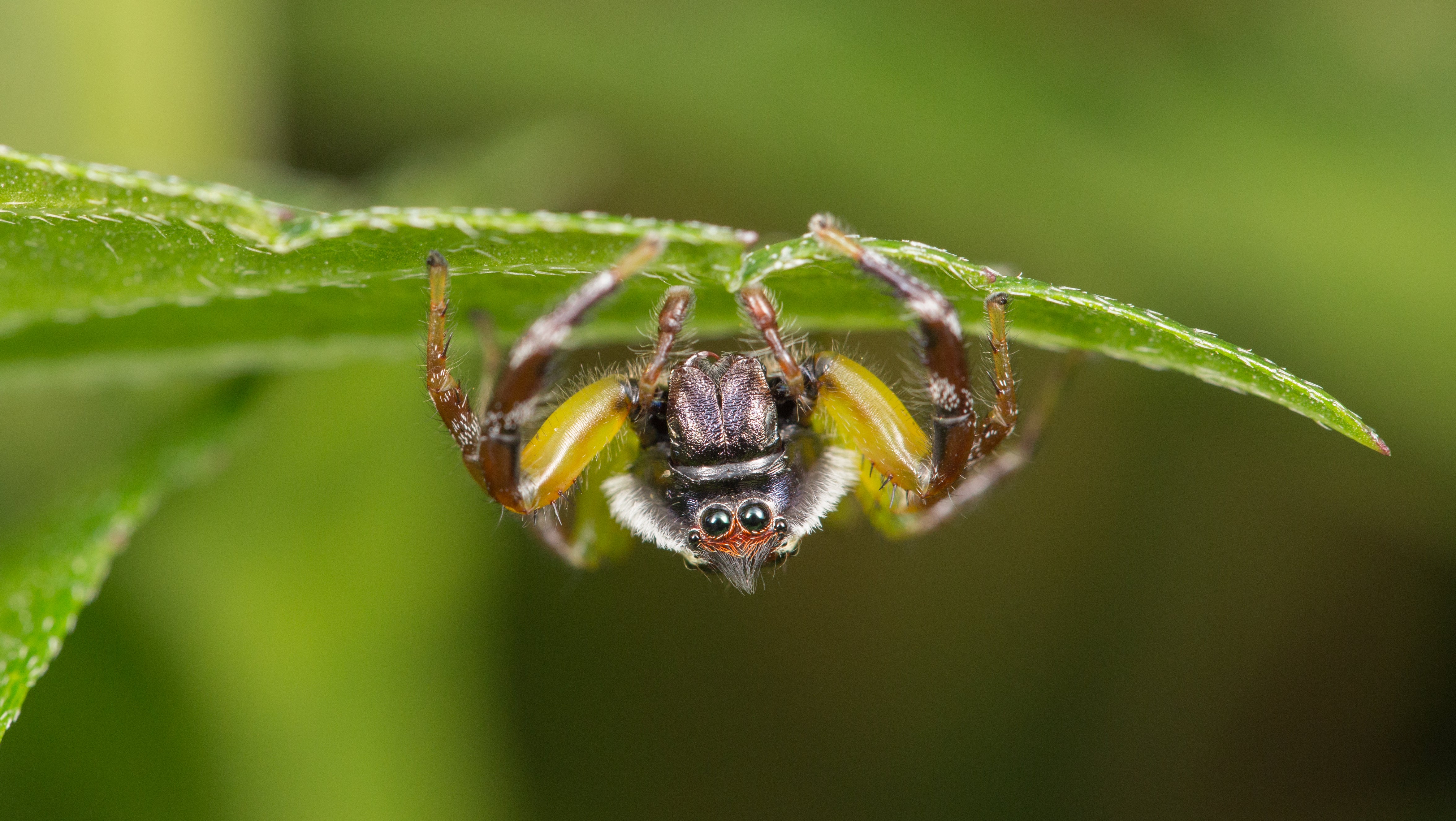 Green jumping spider on a leaf, one of the garden's harmless good guys
