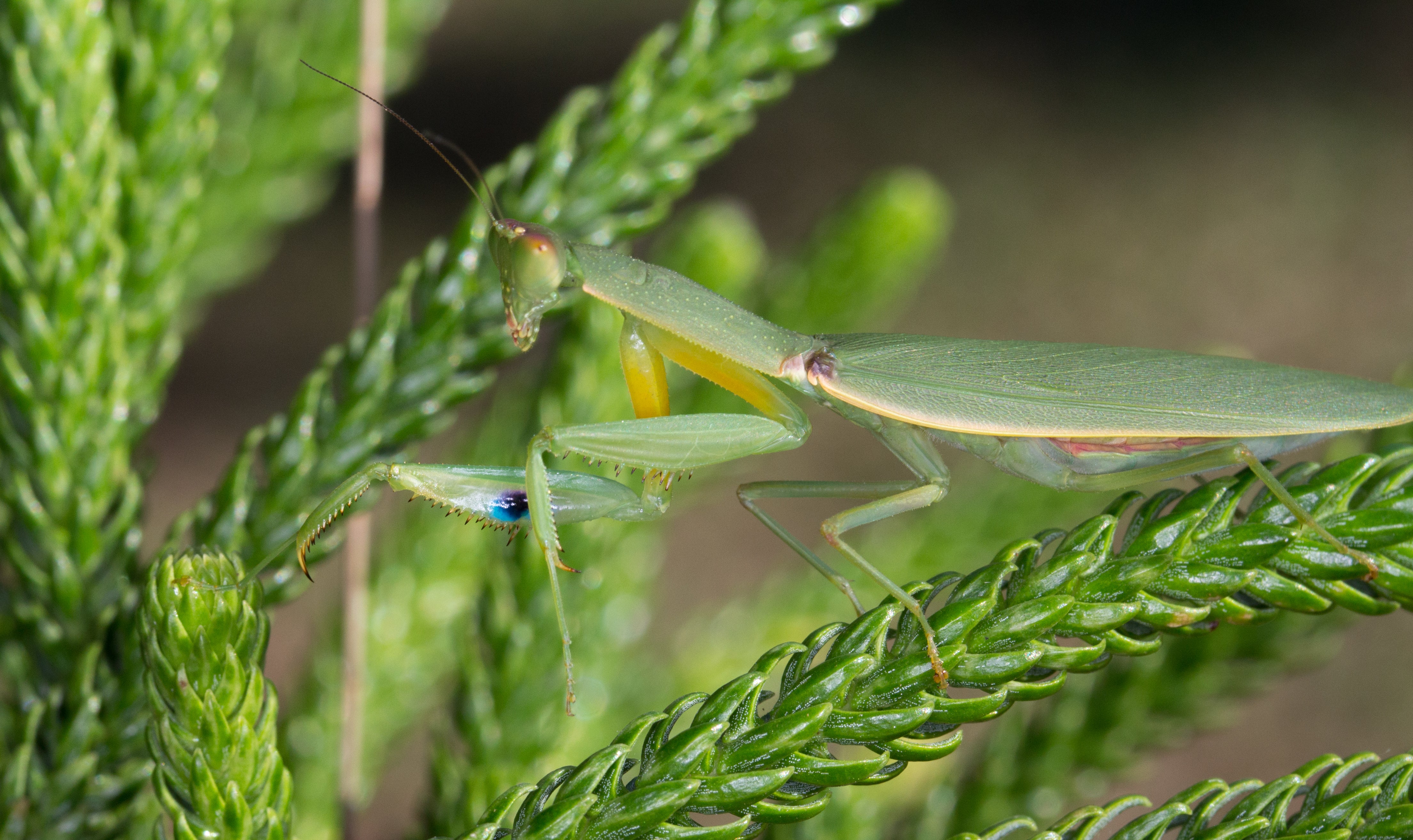 Australian garden mantis (Orthodera ministralis)