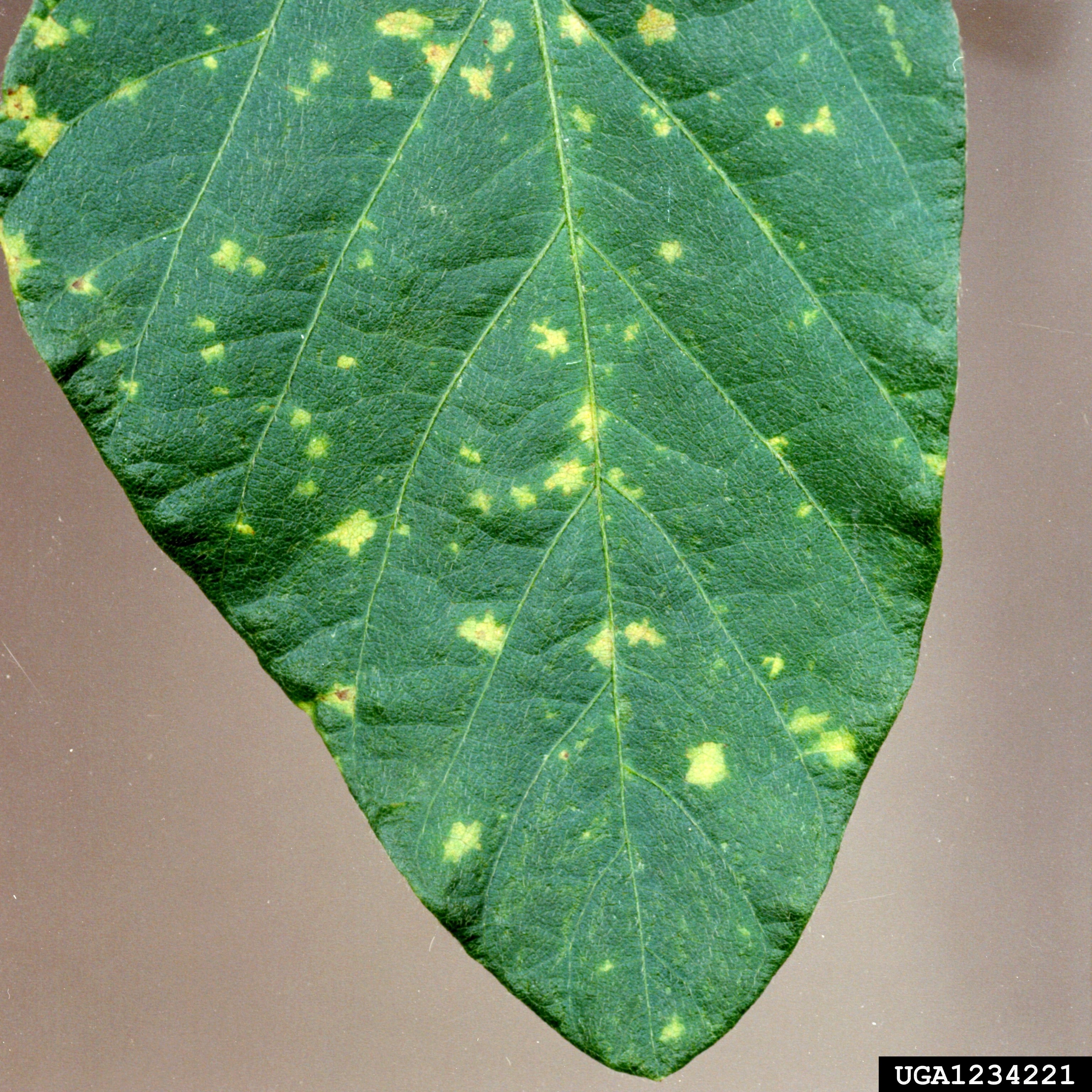 Downy mildew on the underside of a leaf