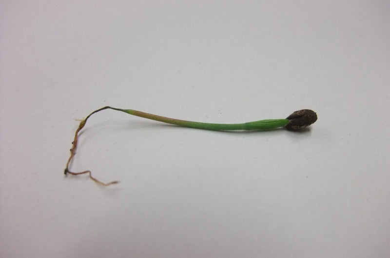 Seedlings collapsed from damping-off