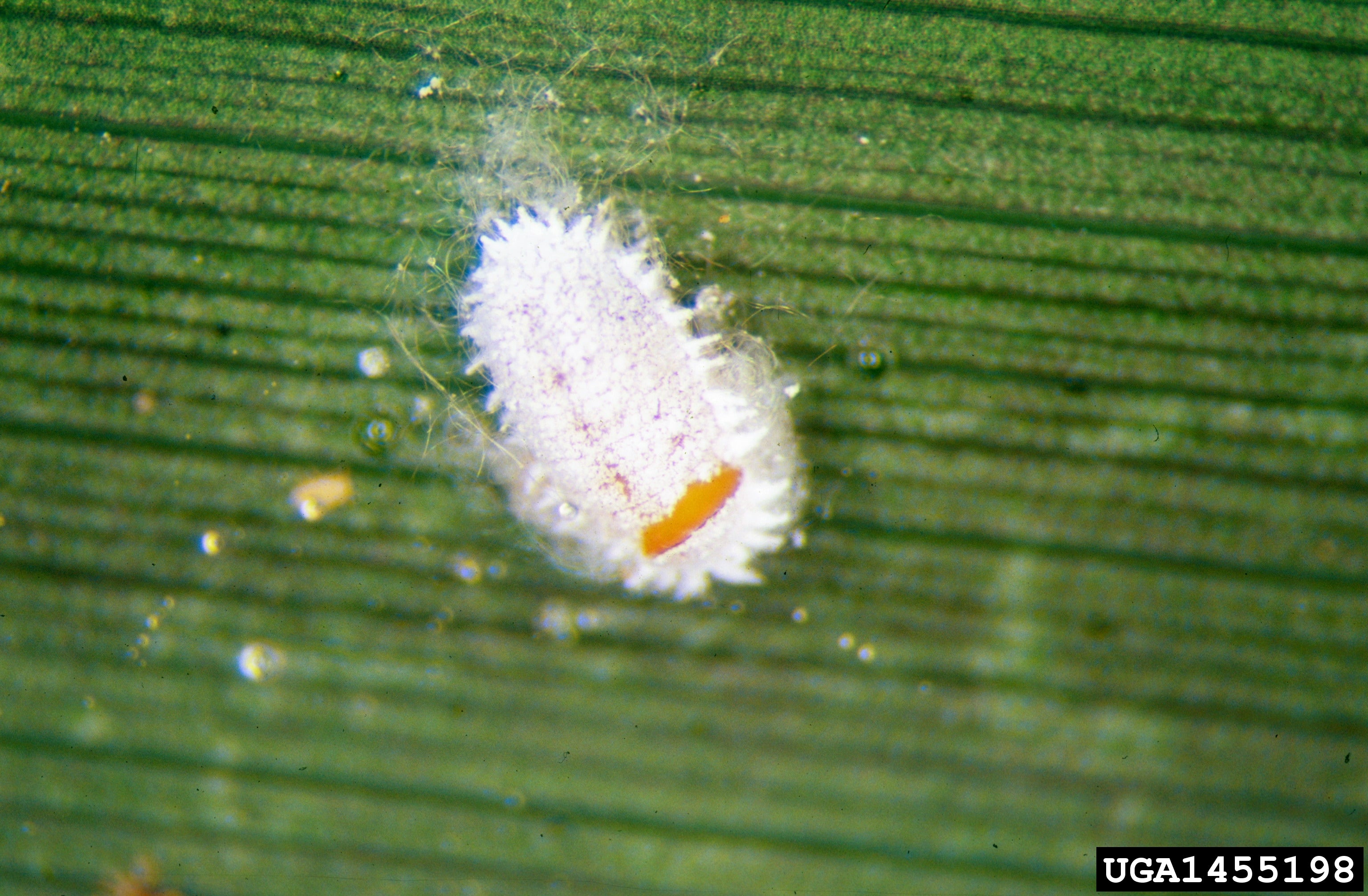 White cottony mealybugs on a plant
