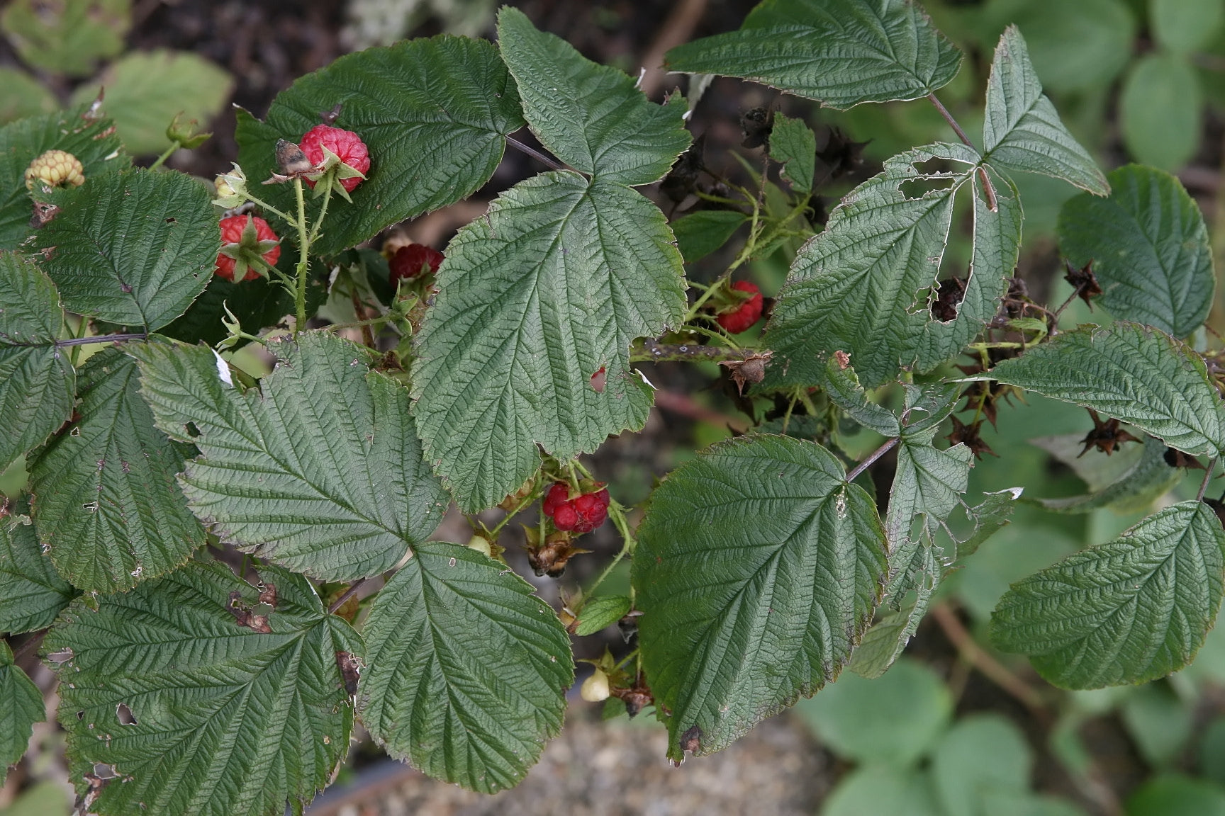 raspberries in a raised bed