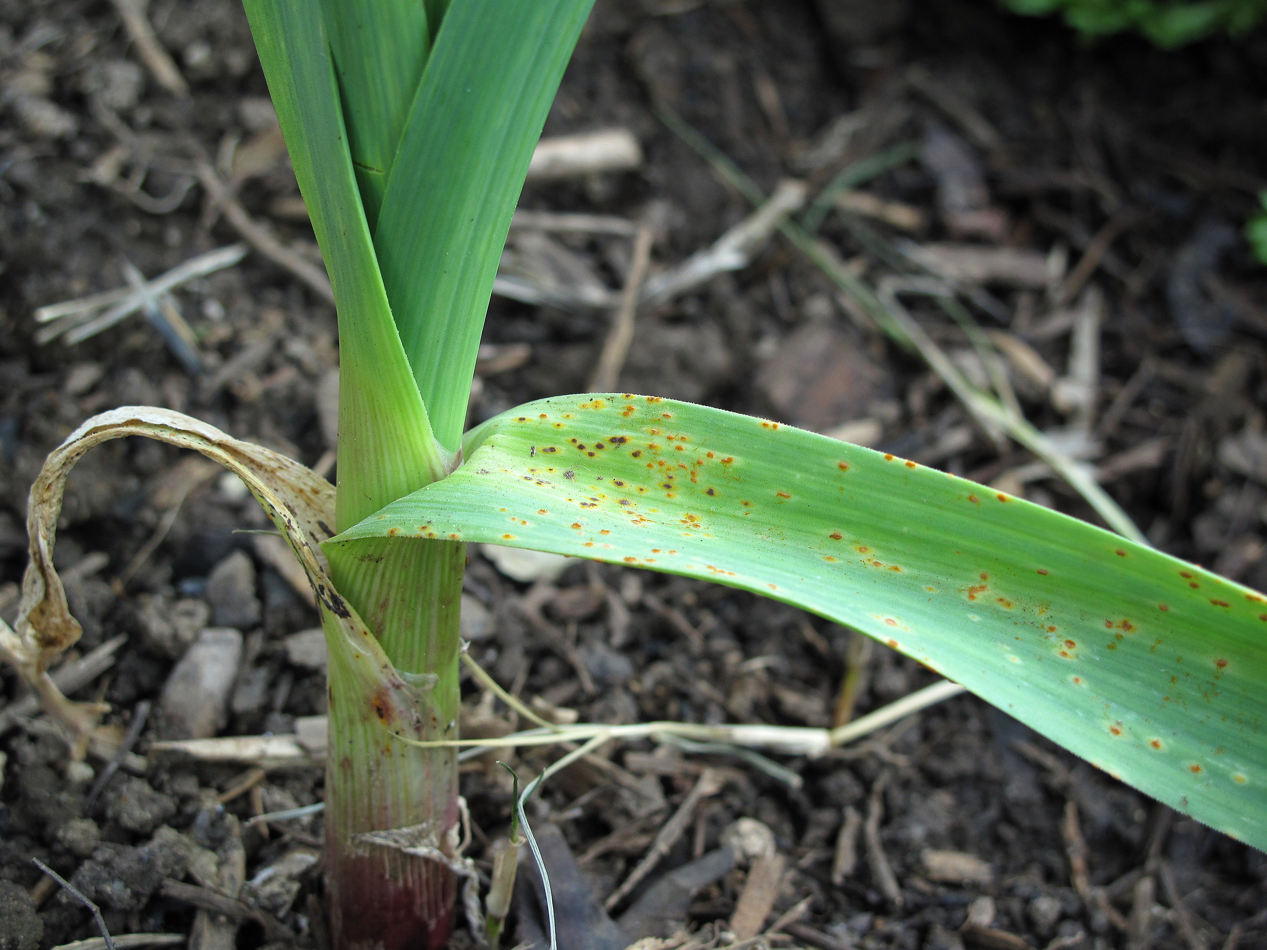 Rust — orange pustules on the leaves of a garlic plant