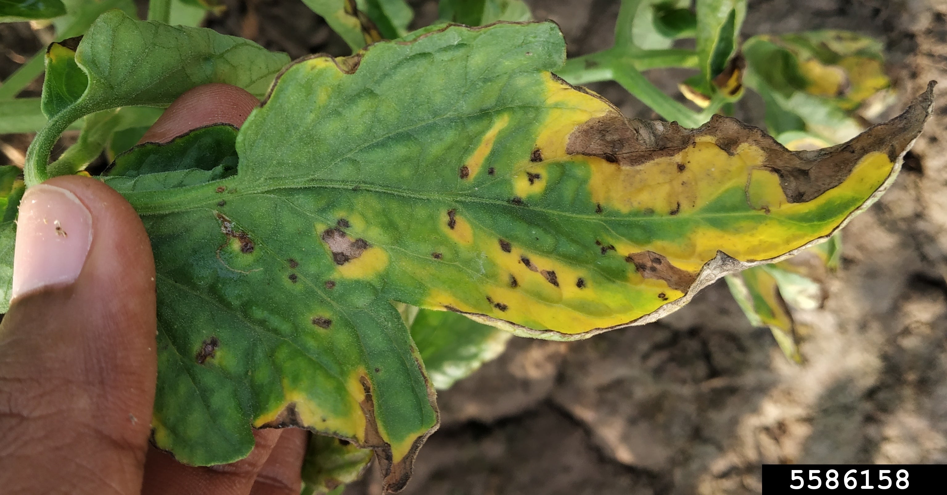 Septoria leaf spot on a tomato leaf