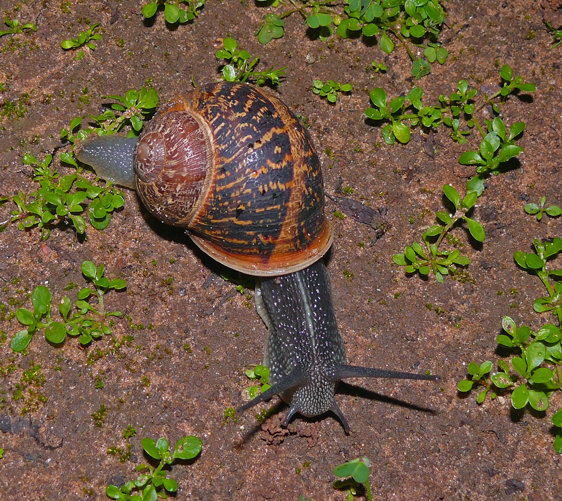 A common garden snail on a leaf
