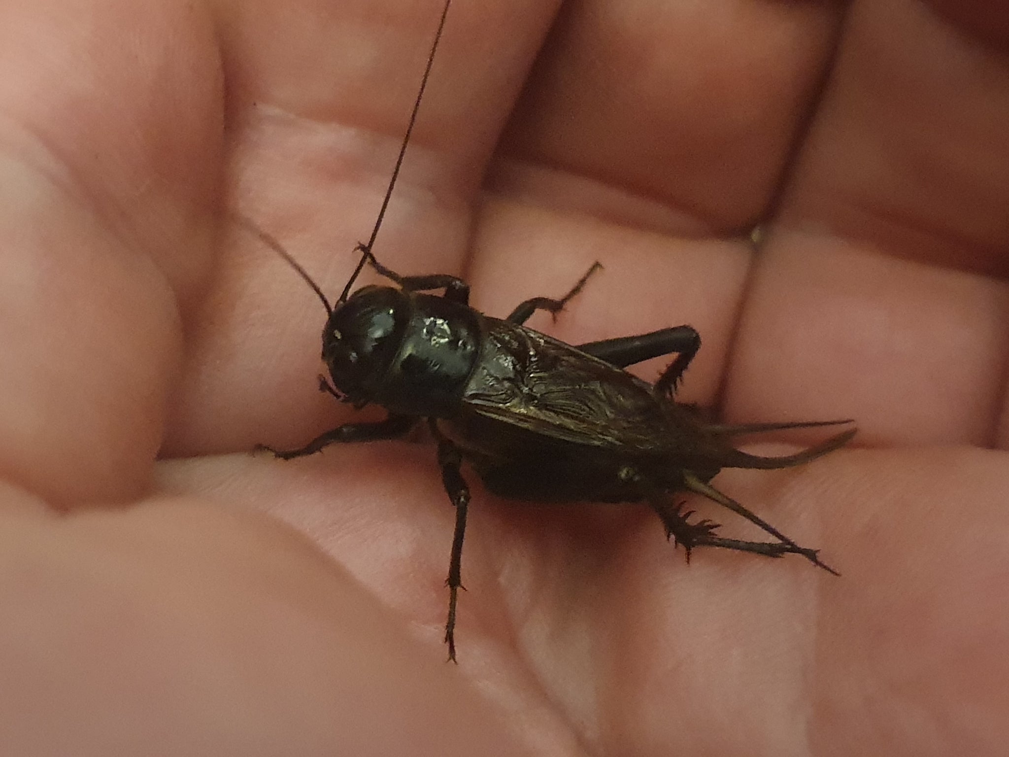 Black field cricket (Teleogryllus commodus), common in Australian gardens
