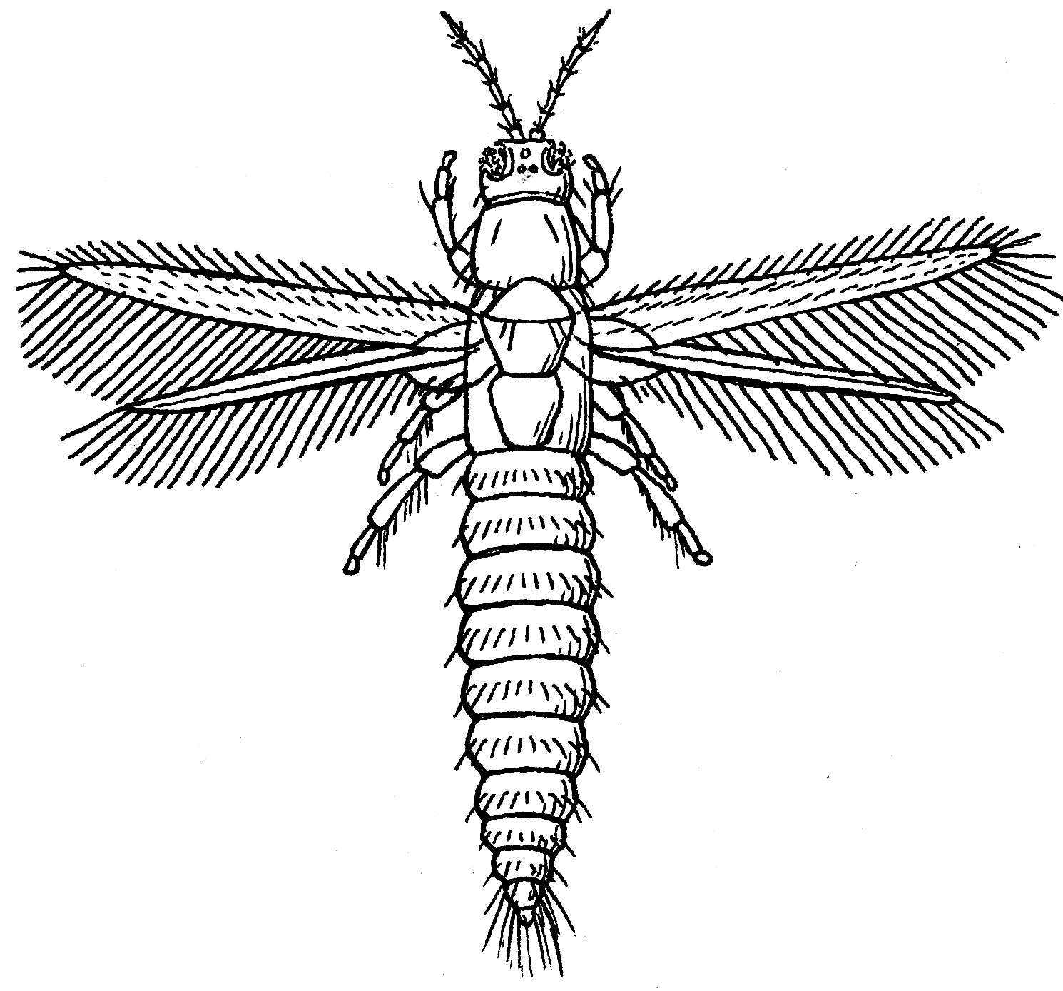 A thrips, a tiny slender garden insect