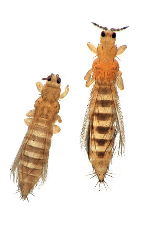 Thrips (Thrips tabaci and Frankliniella occidentalis), tiny sap-sucking garden pests