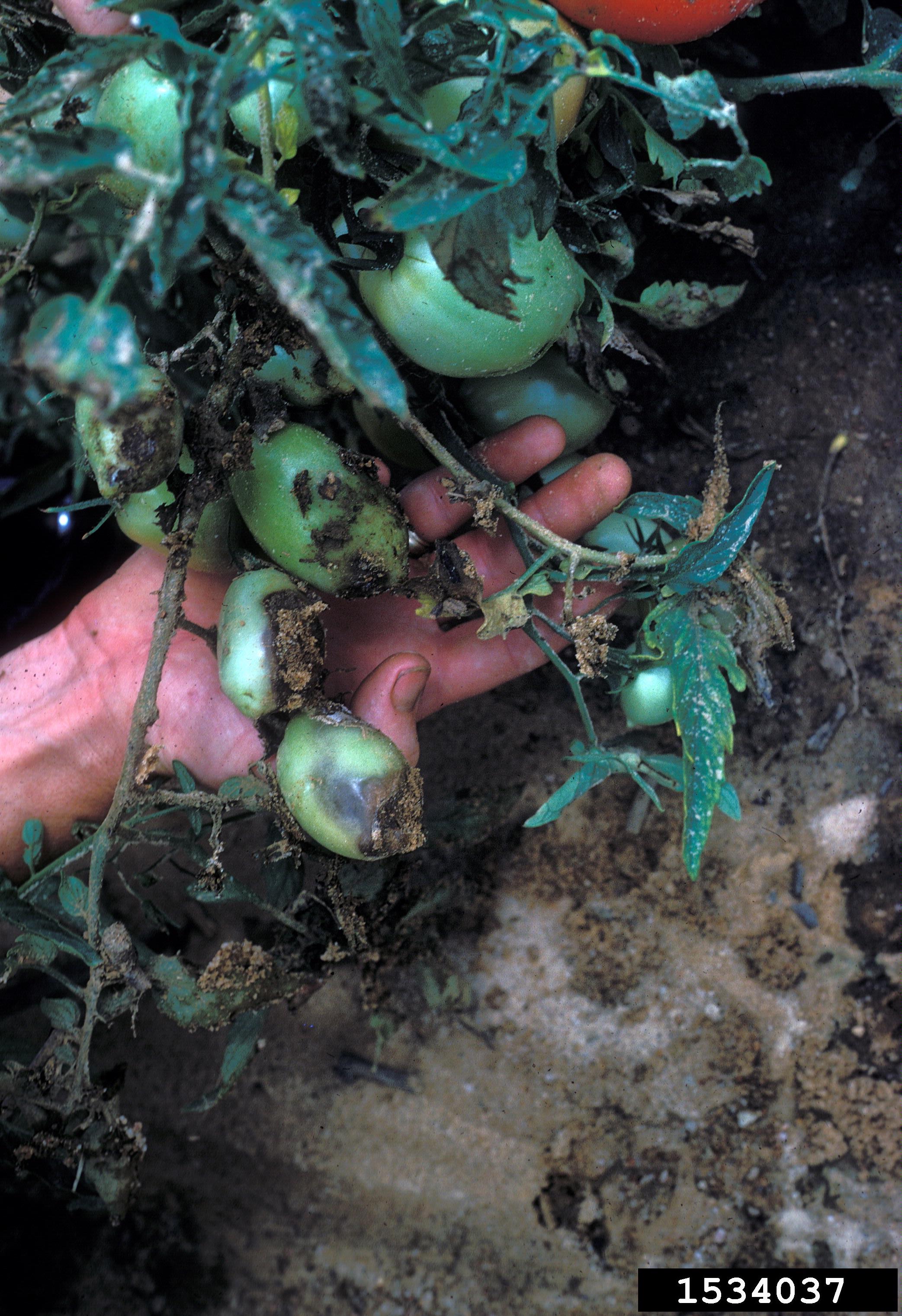 Damping-off (Rhizoctonia solani) collapsing tomato seedlings