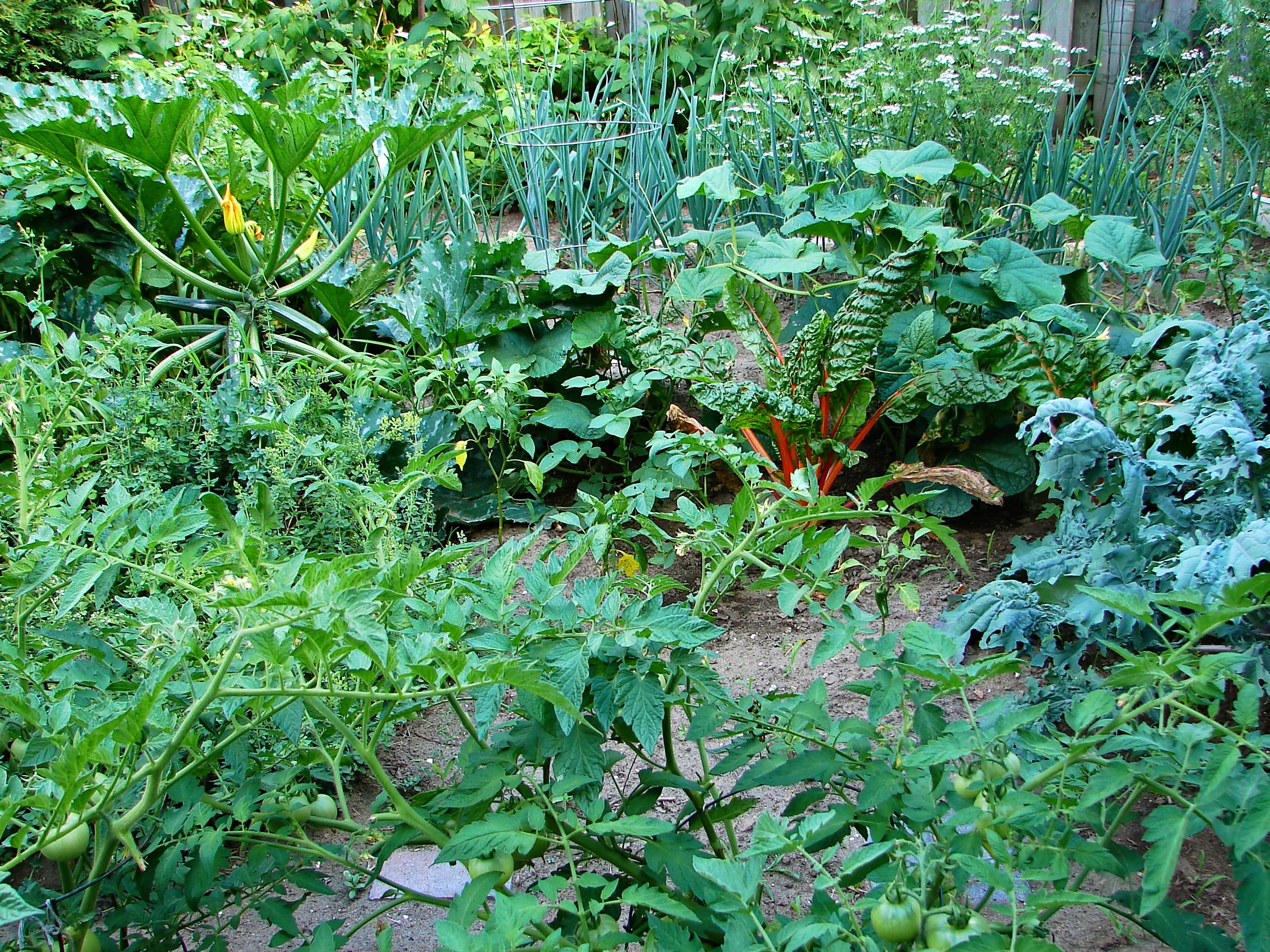 A raised vegetable garden patch ready for pest protection