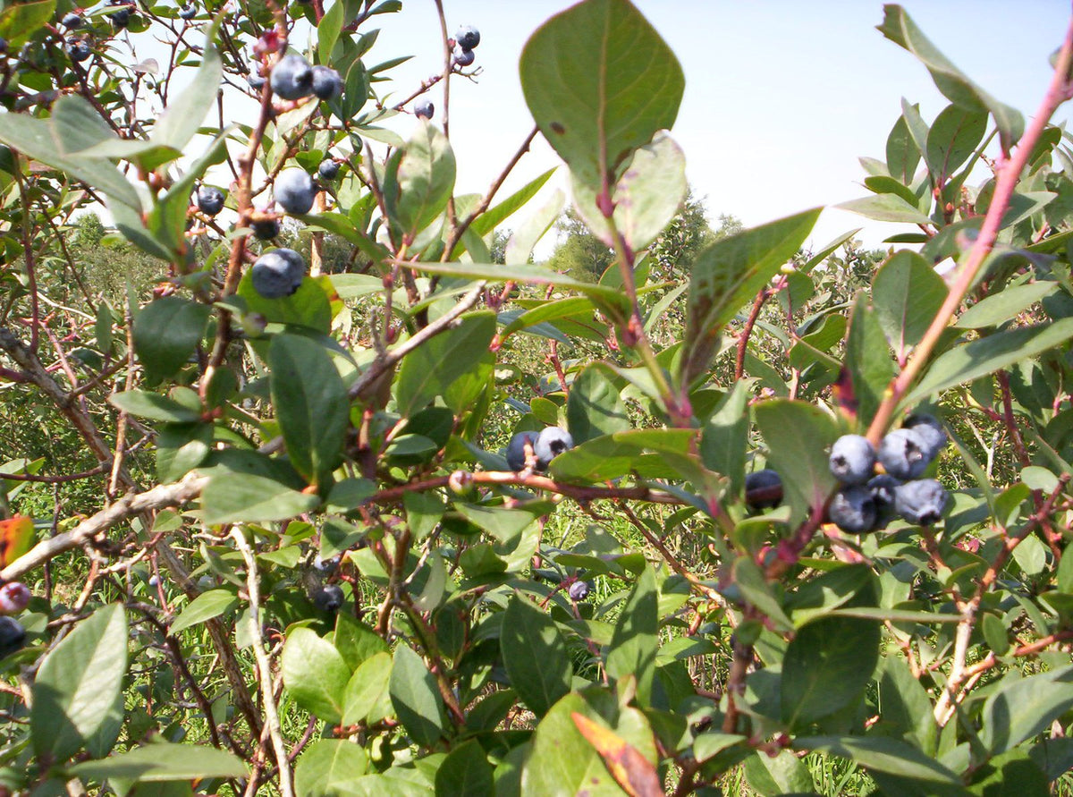 A blueberry bush laden with ripe blue berries and some still ripening