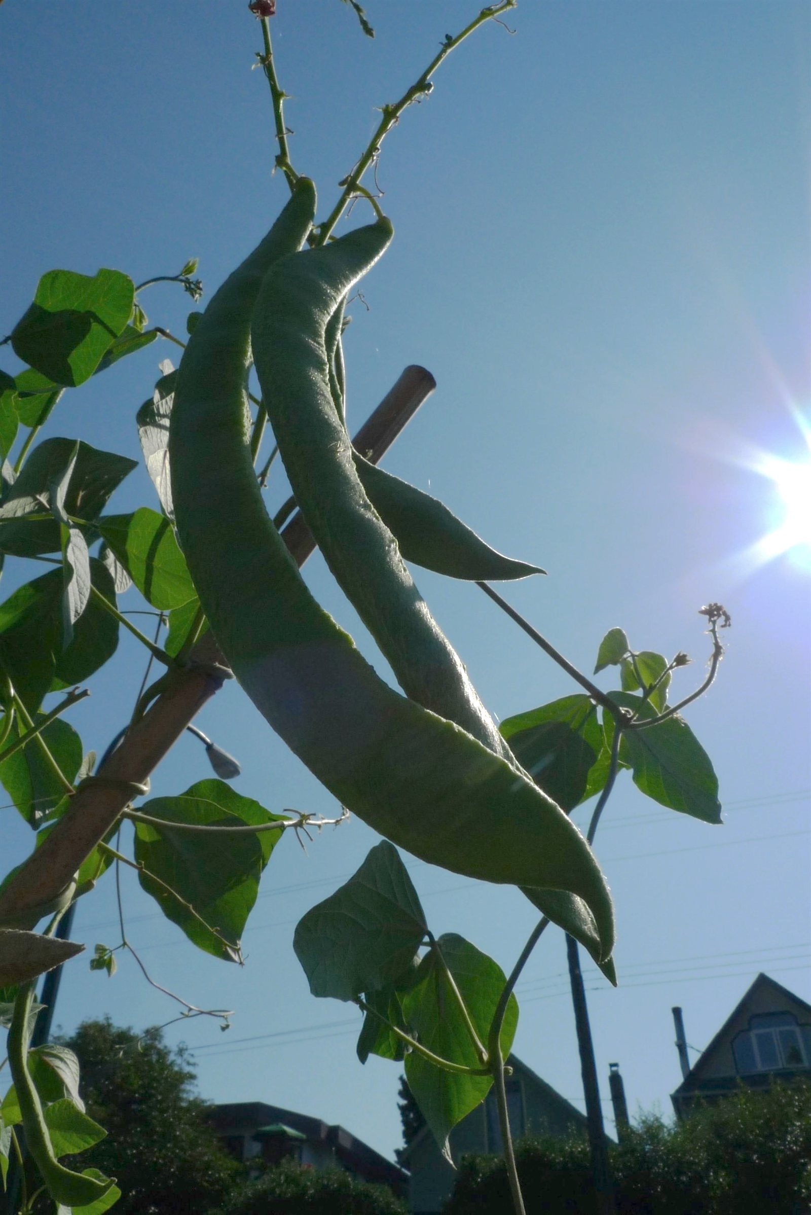 beans in a raised bed