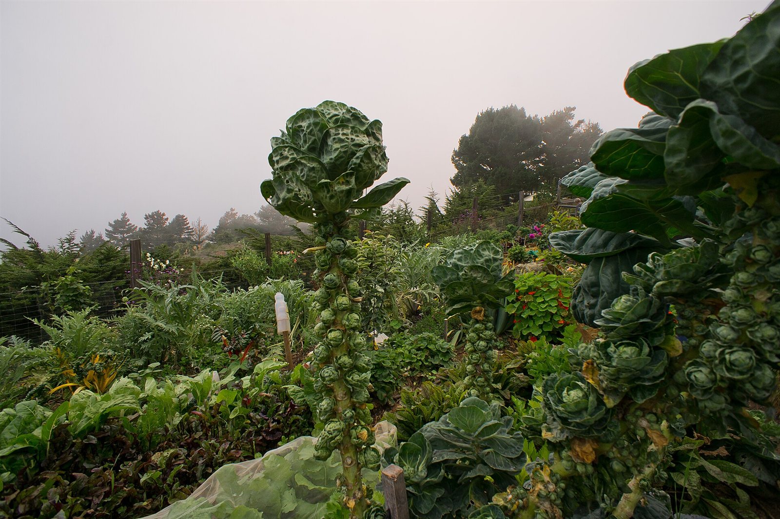 brussels sprouts in a raised bed