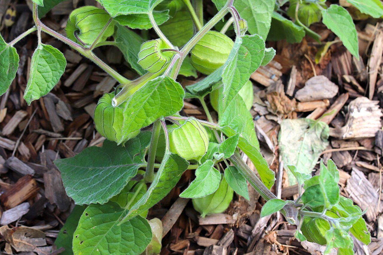 cape gooseberries in a raised bed