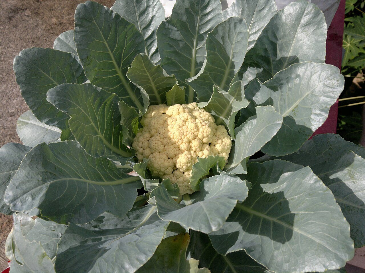 cauliflower in a raised bed