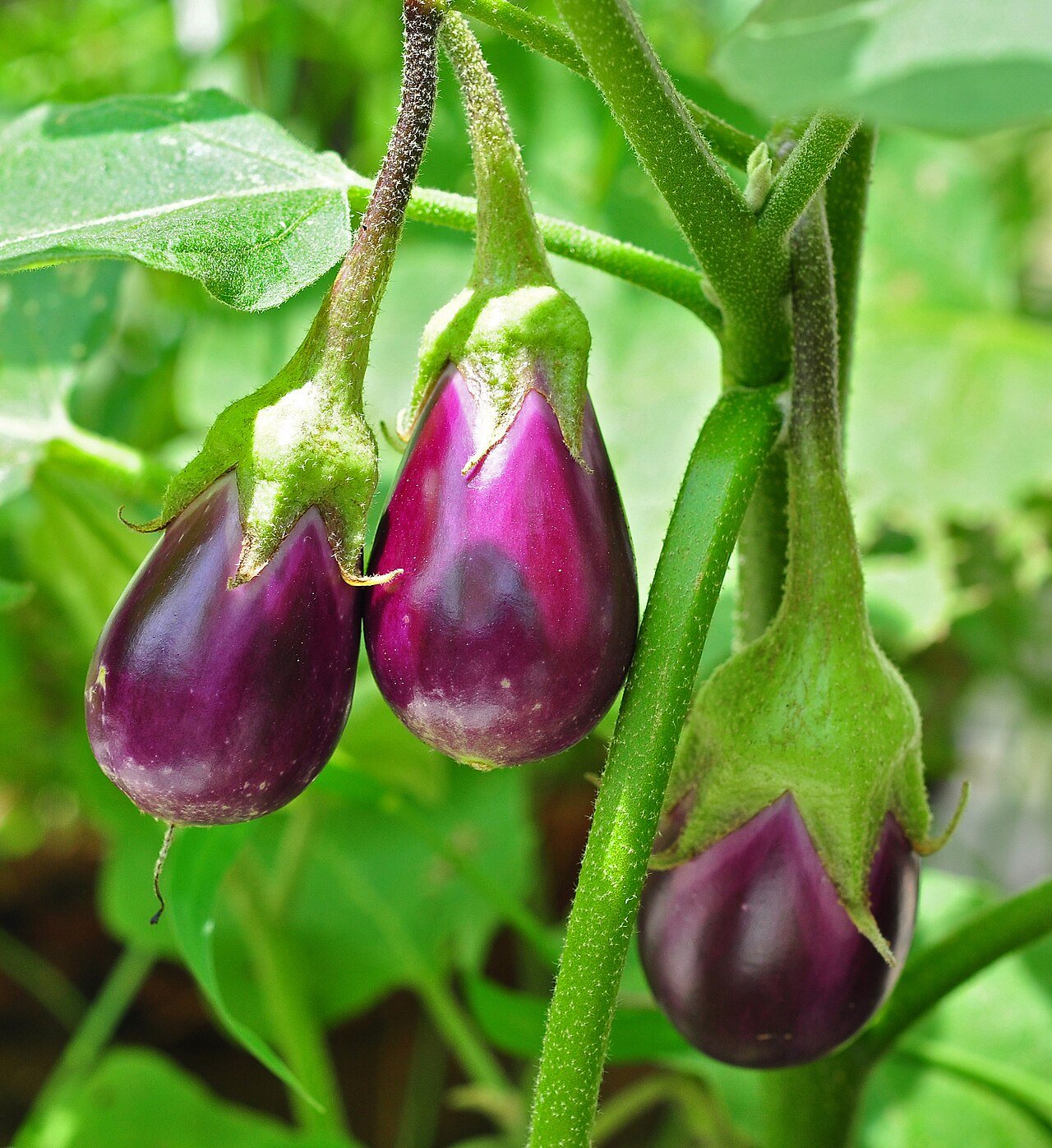 eggplant in a raised bed