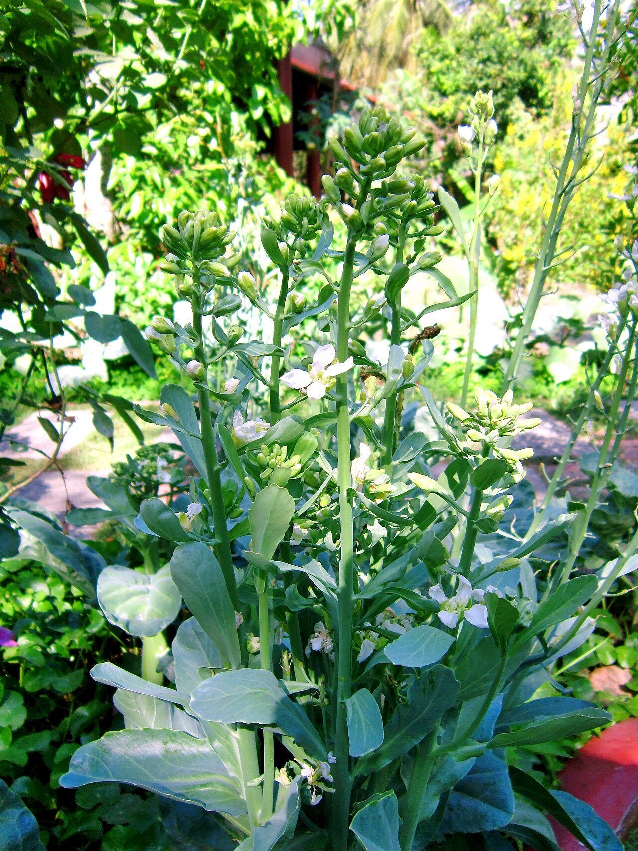 gai lan in a raised bed