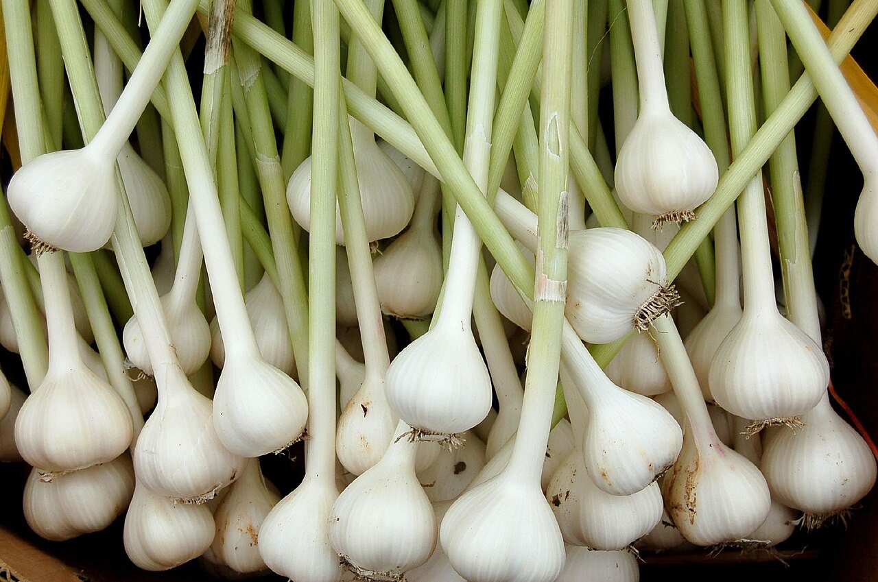 garlic in a raised bed
