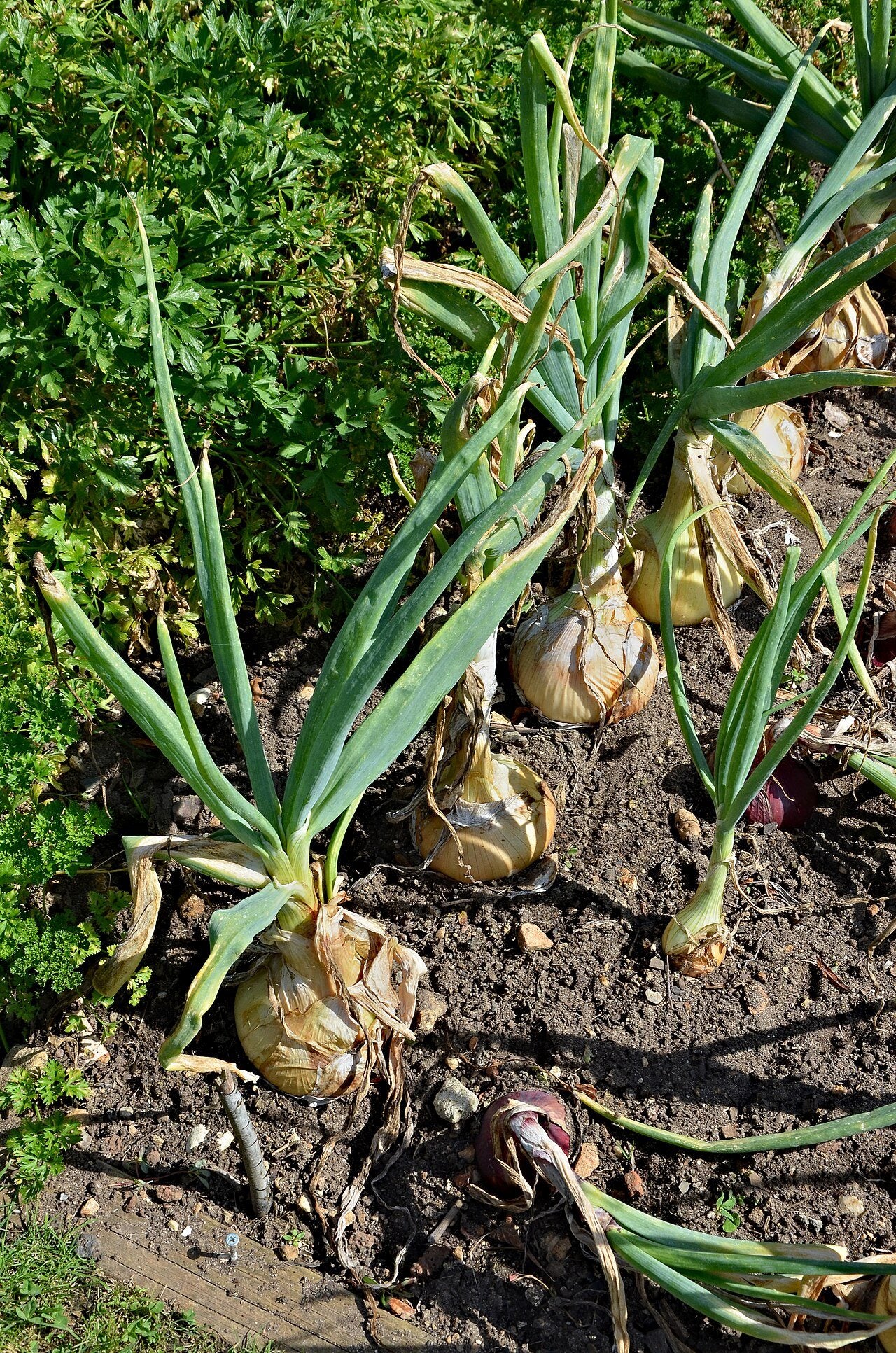 onions in a raised bed