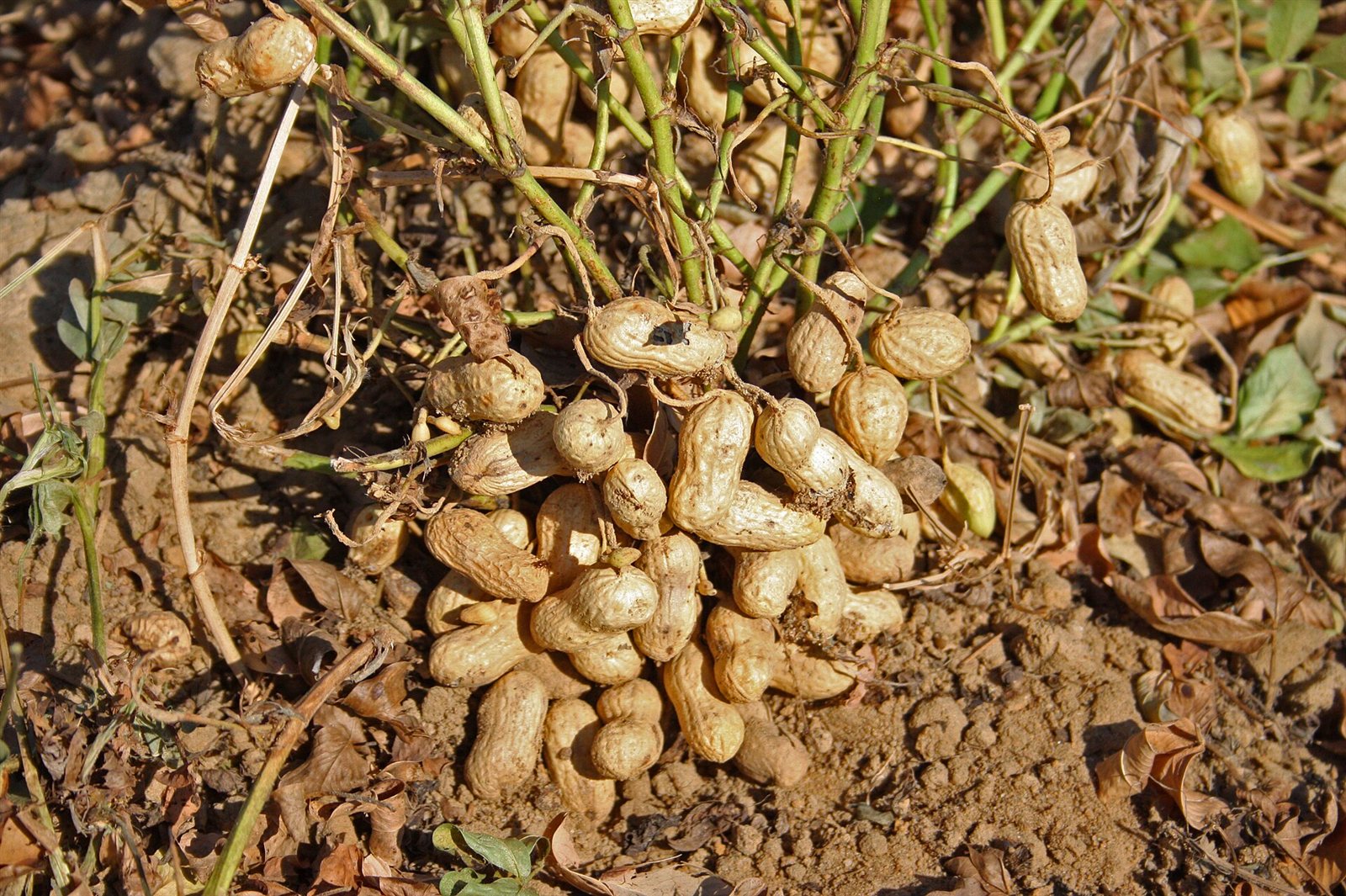 peanuts in a raised bed