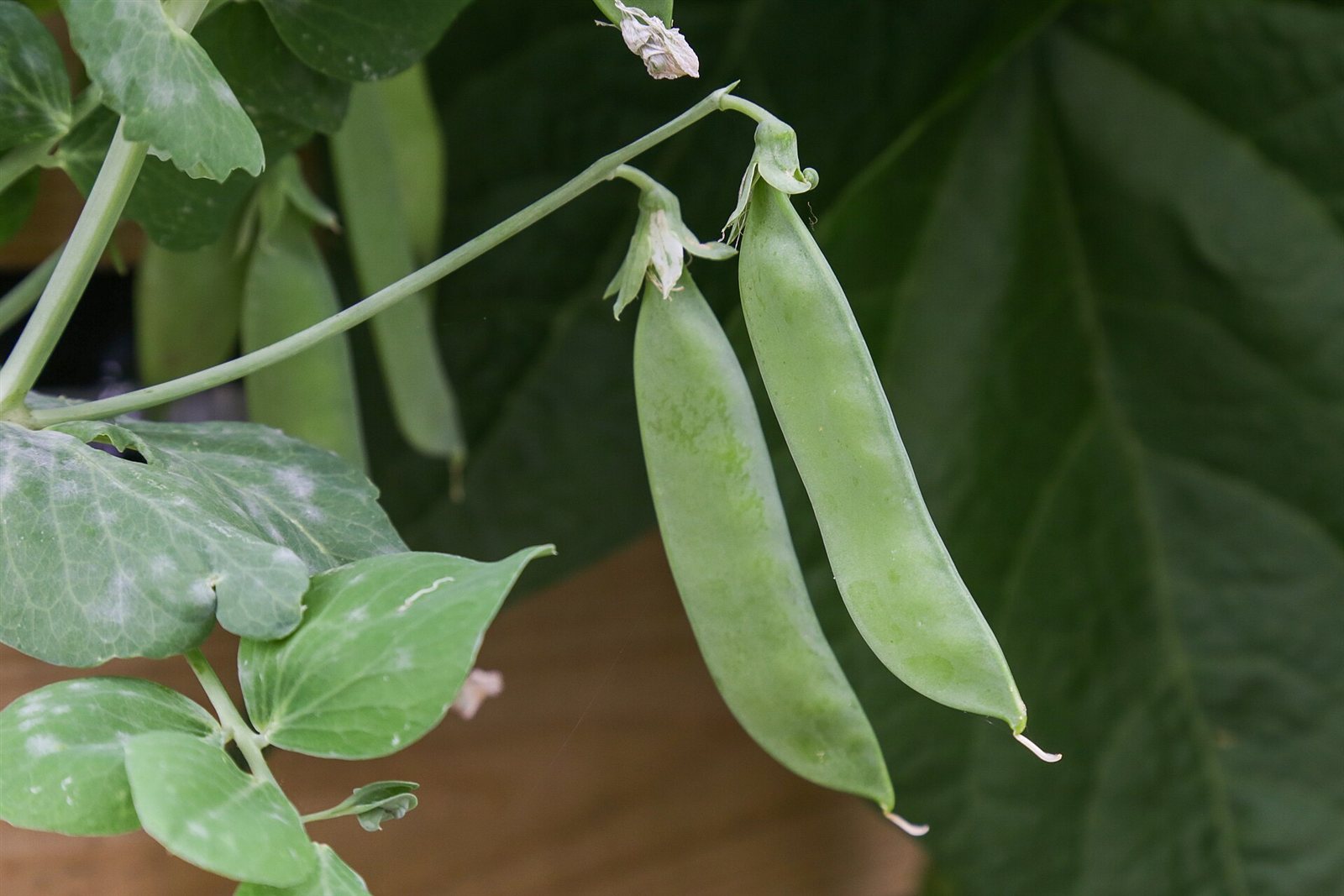 peas in a raised bed
