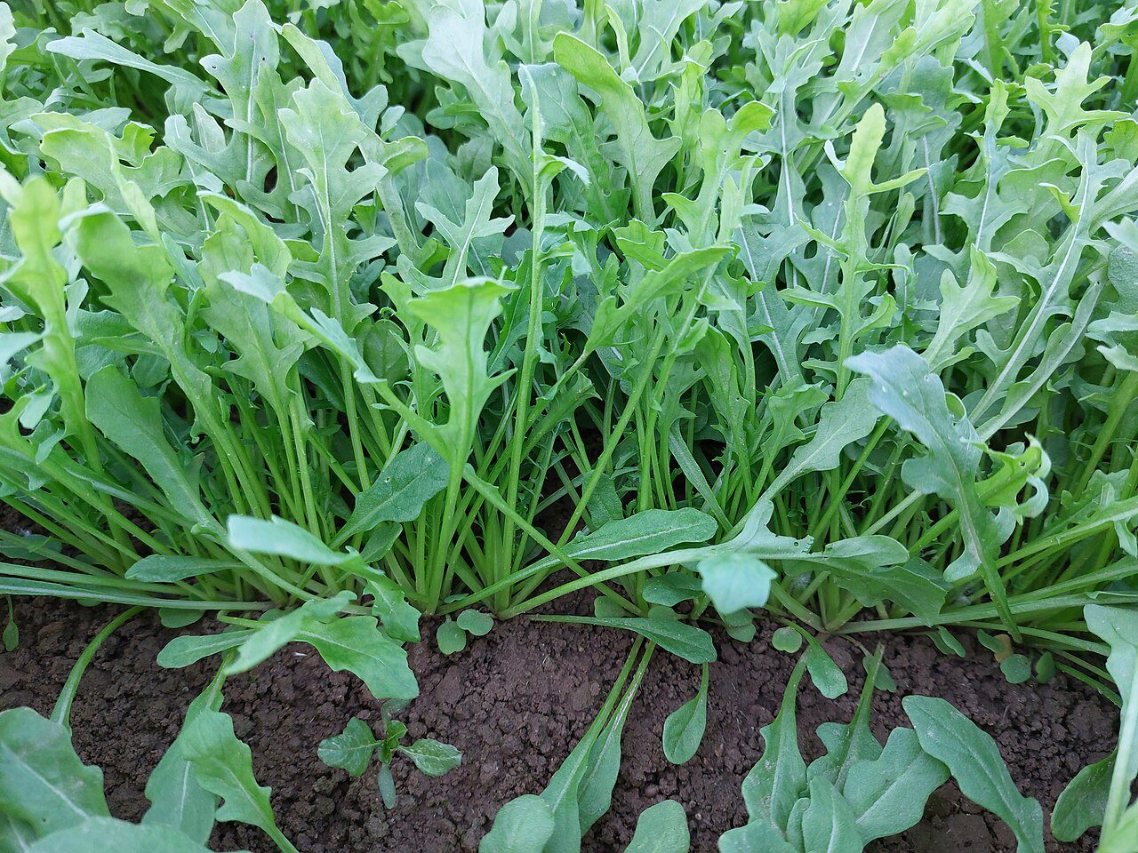 rocket in a raised bed