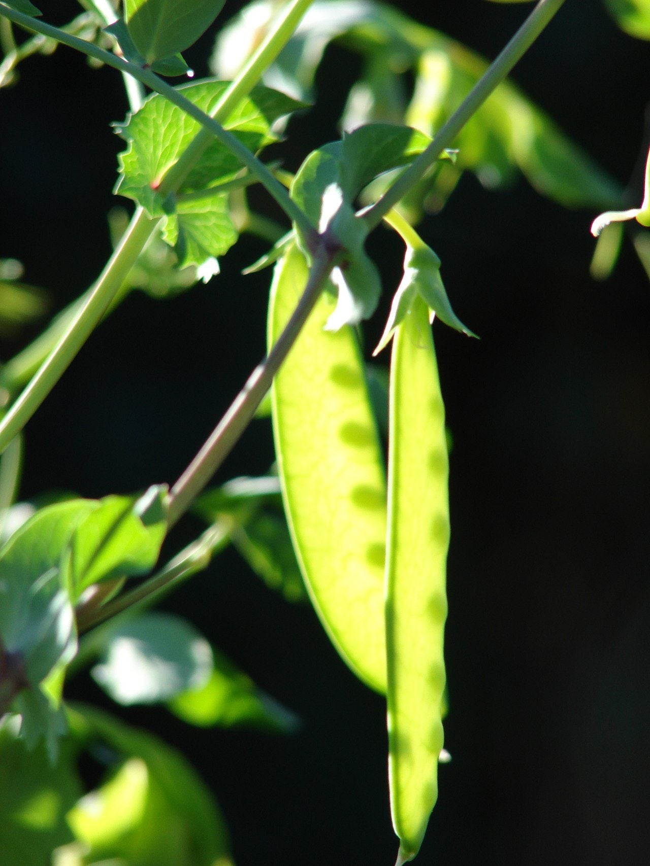 snow peas in a raised bed