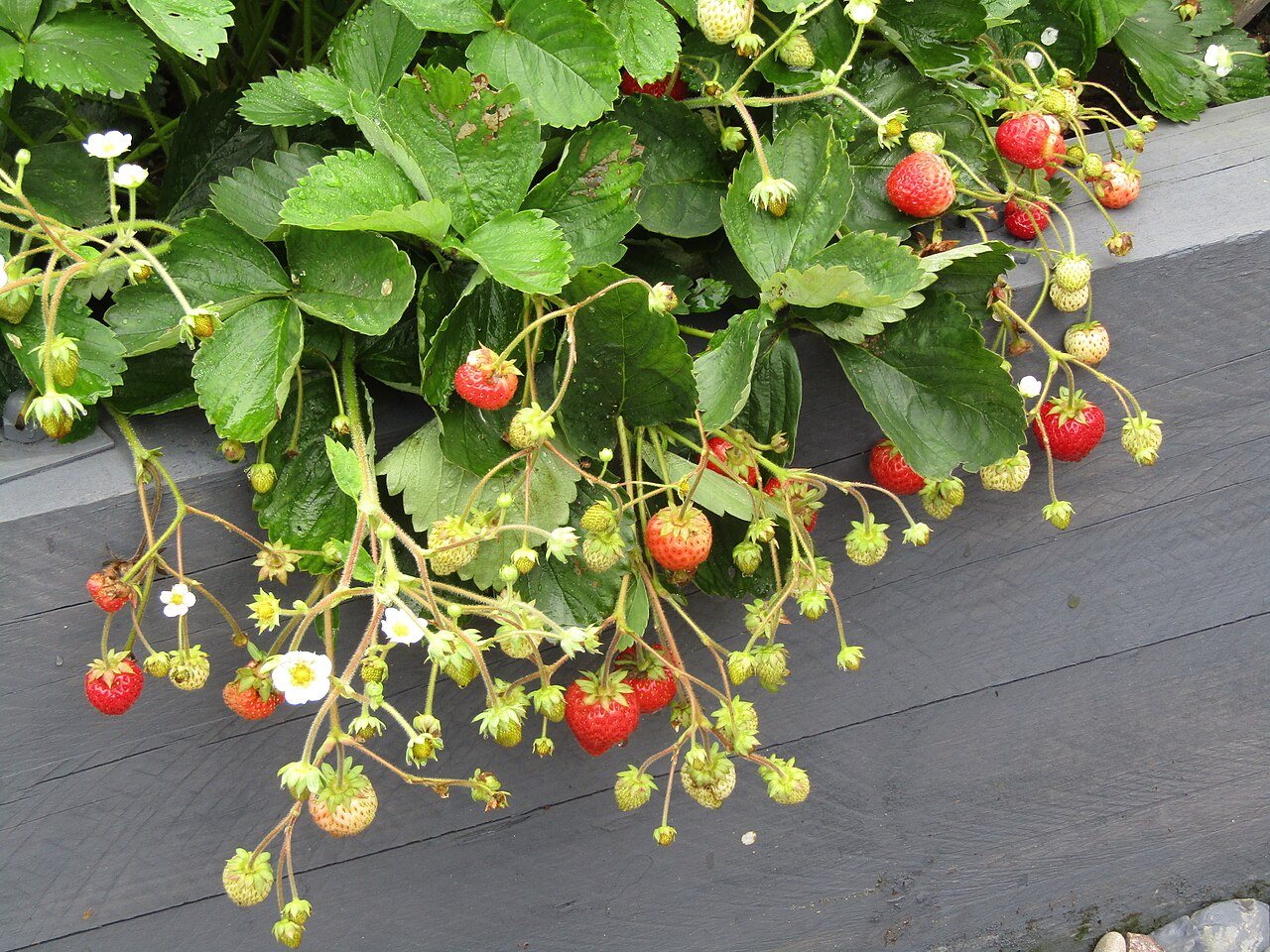 strawberries in a raised bed