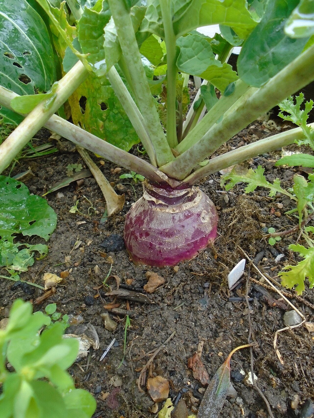 swede in a raised bed
