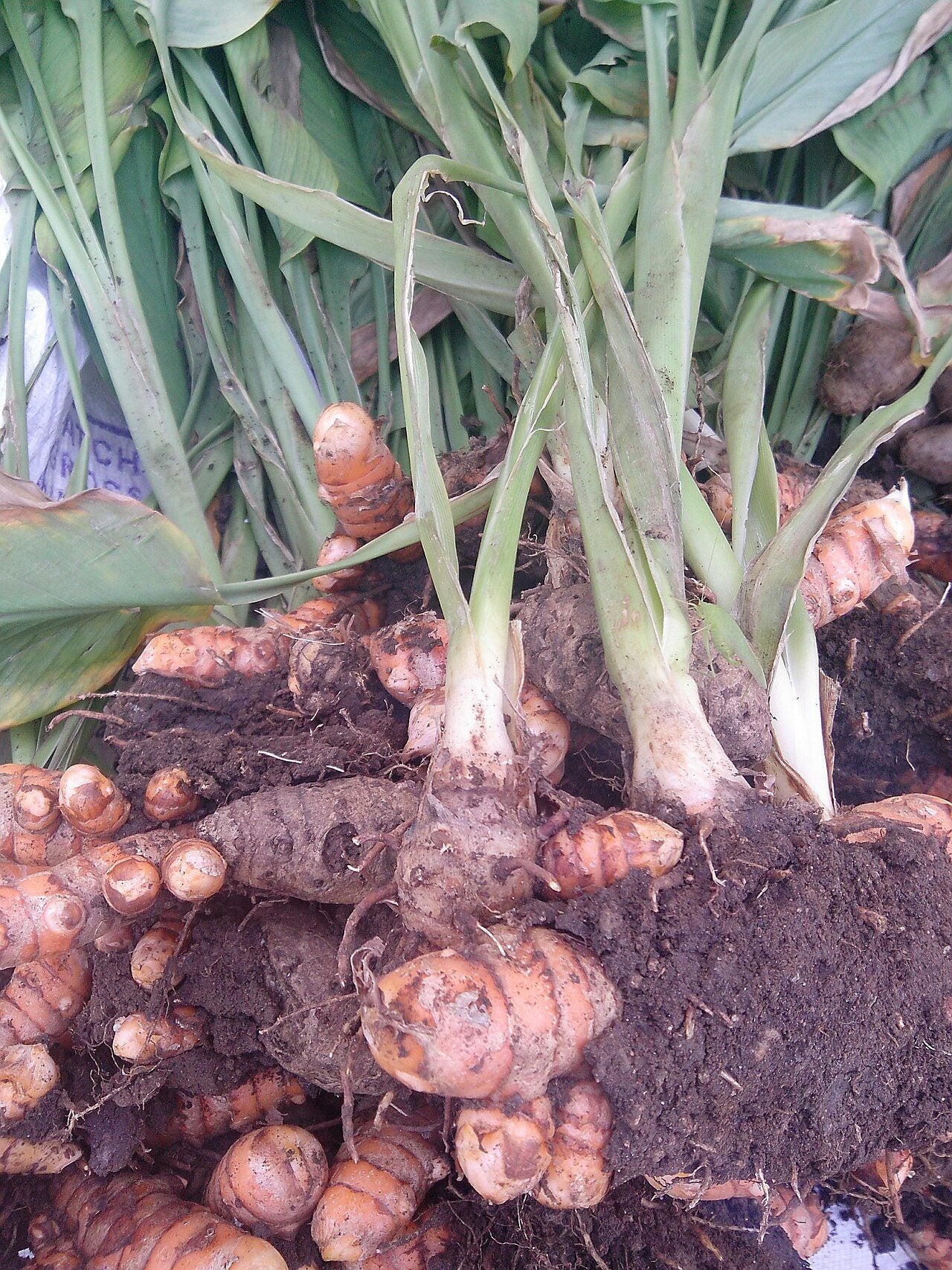 turmeric in a raised bed