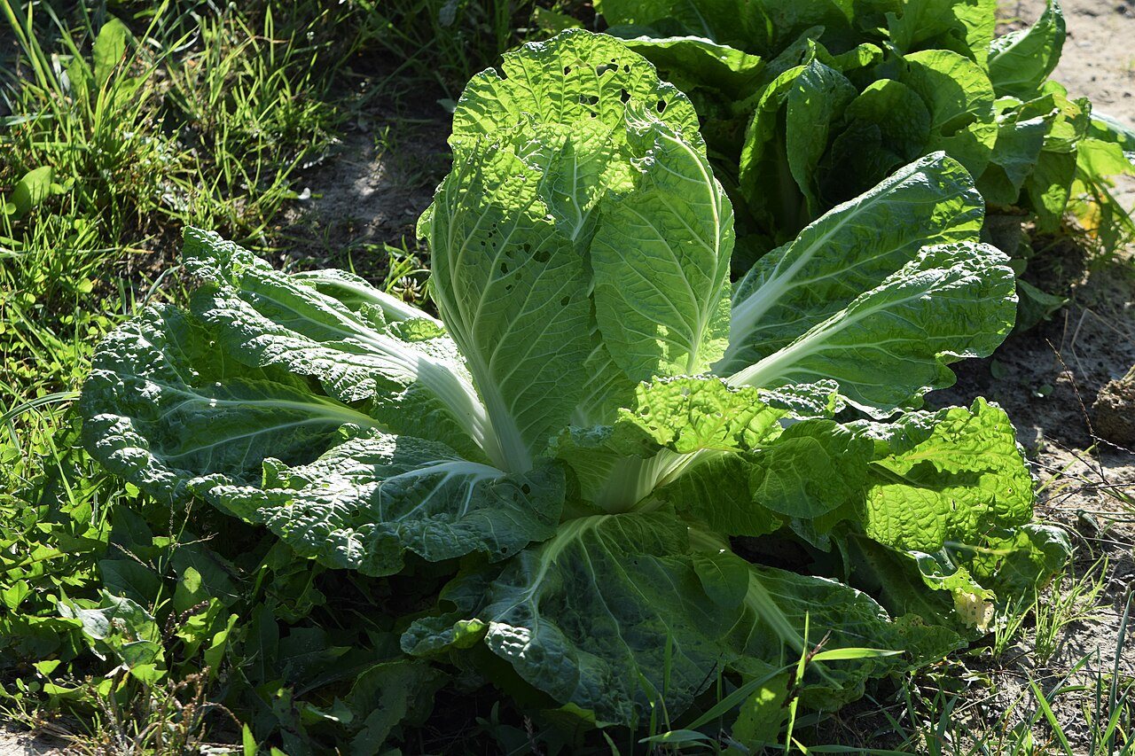 wombok in a raised bed