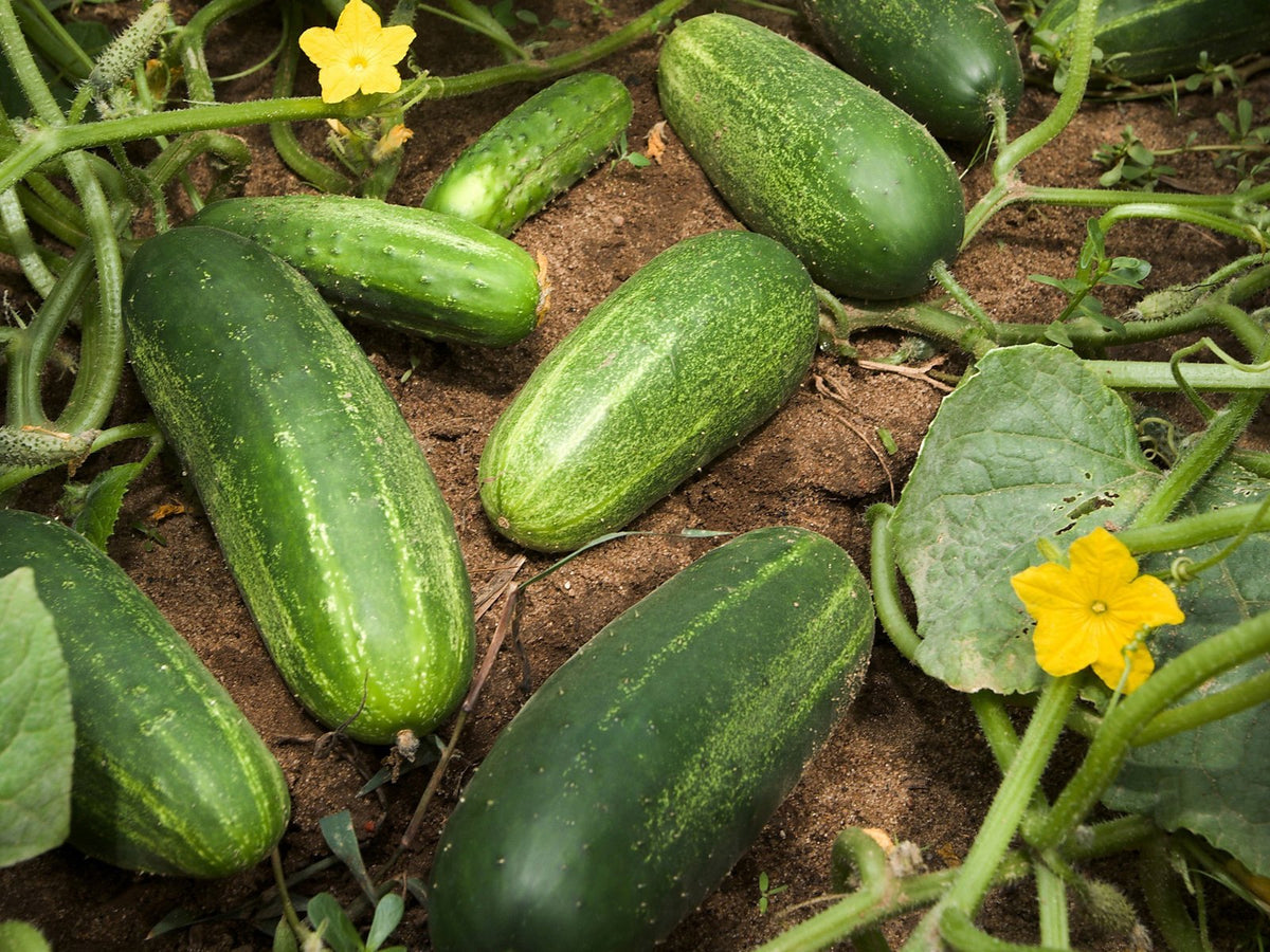 Green cucumbers developing on the vine among leaves and yellow flowers