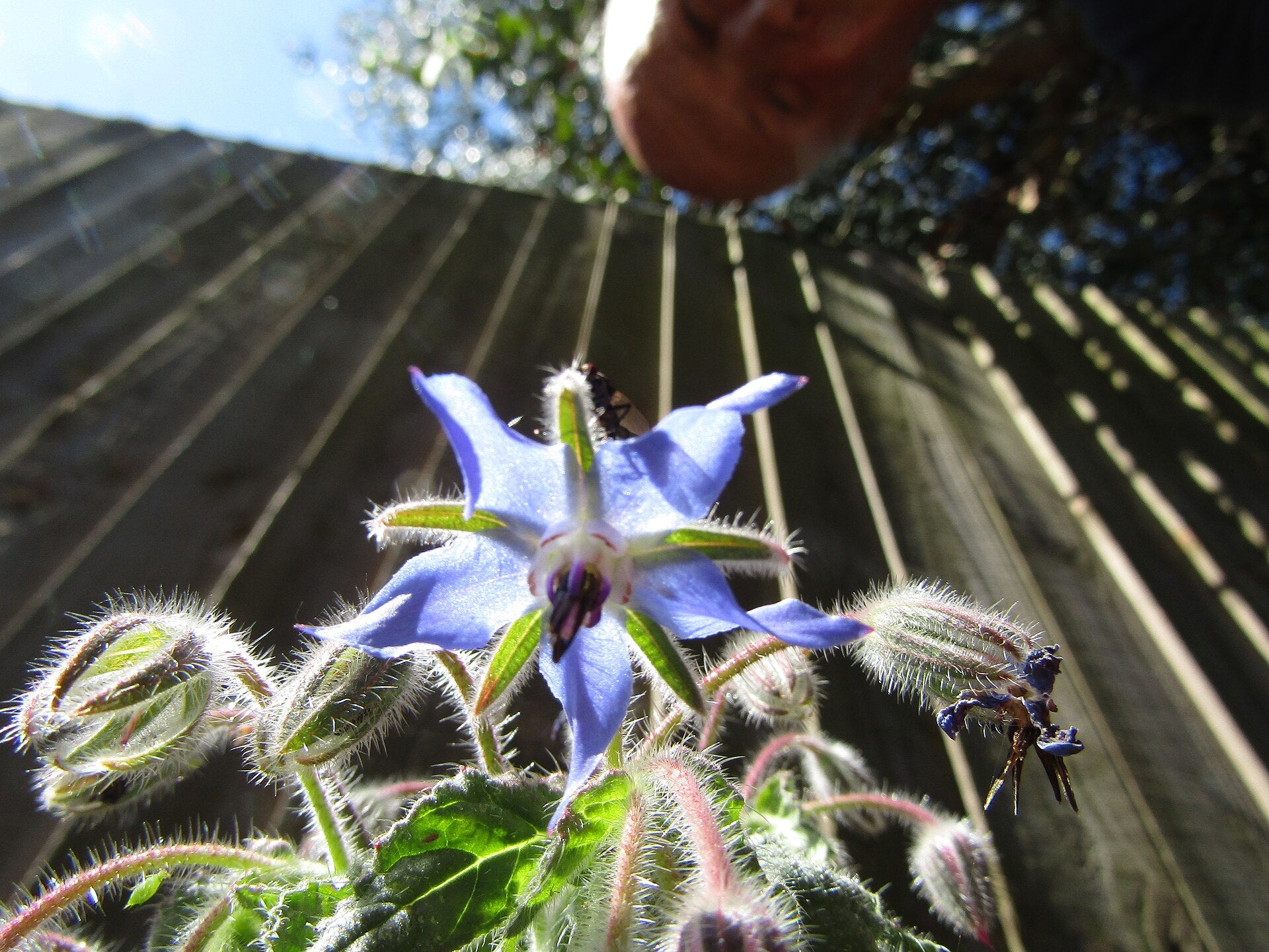 borage in a raised bed