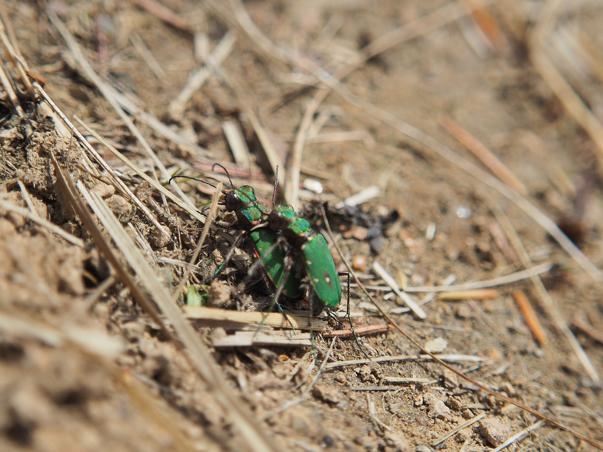 Ground beetles