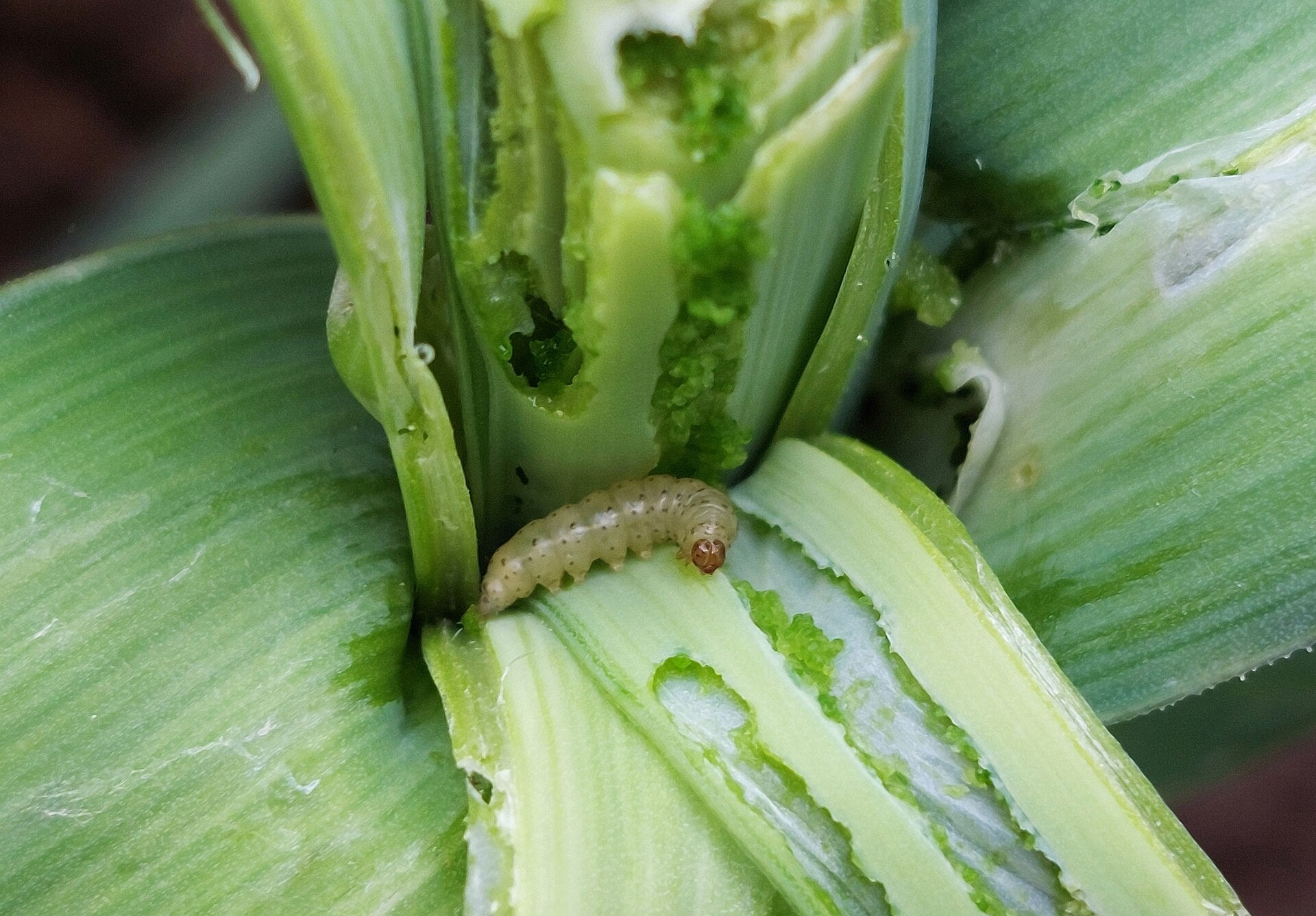 leeks in a raised bed