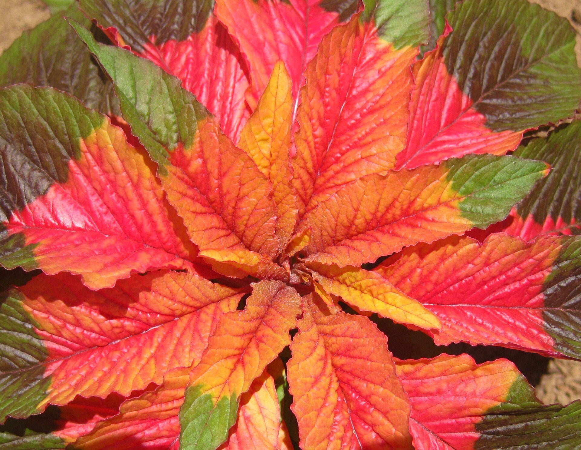 amaranth in a raised bed