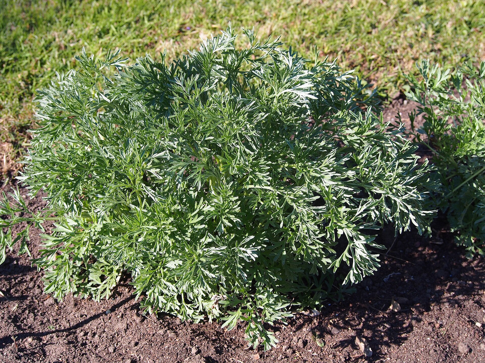 tarragon in a raised bed