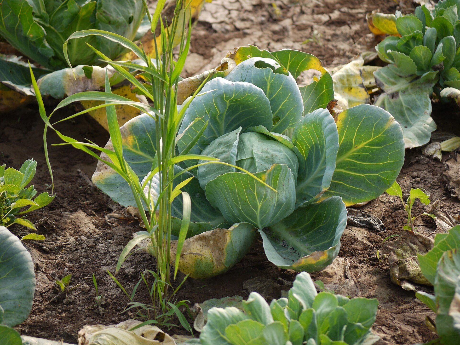 cabbage in a raised bed