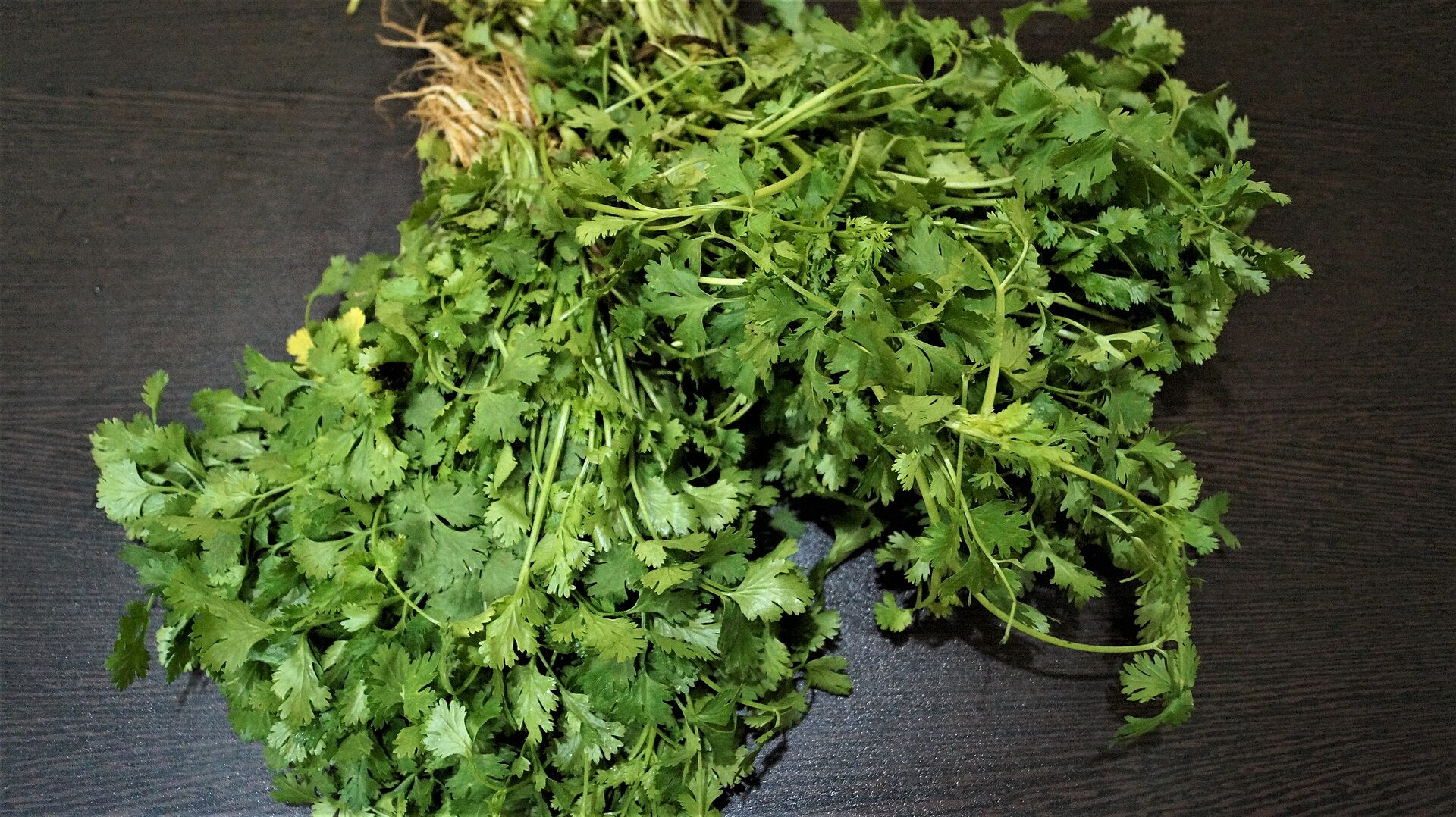 coriander in a raised bed