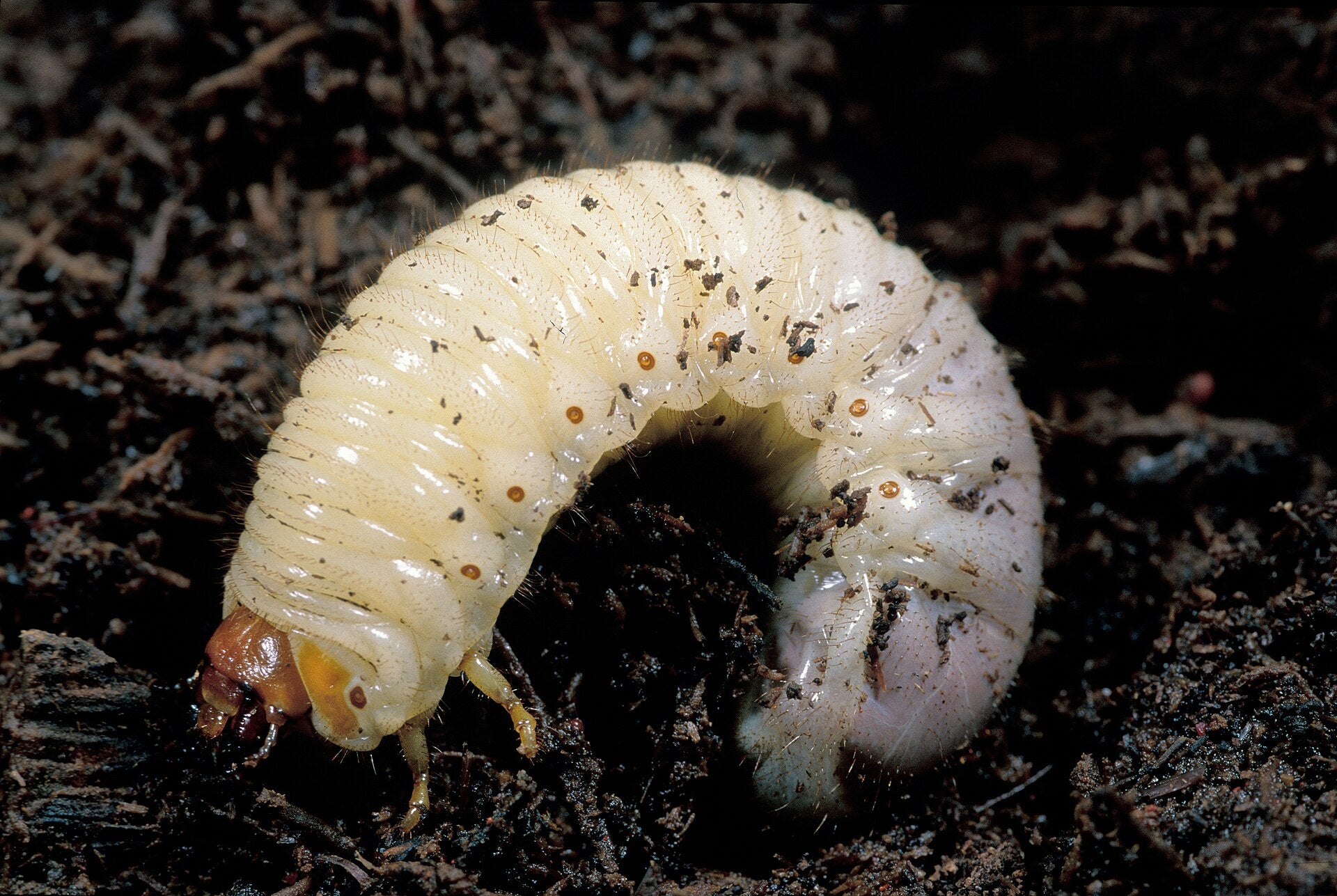 Curl grub — the C-shaped creamy-white larva of an Australian scarab beetle