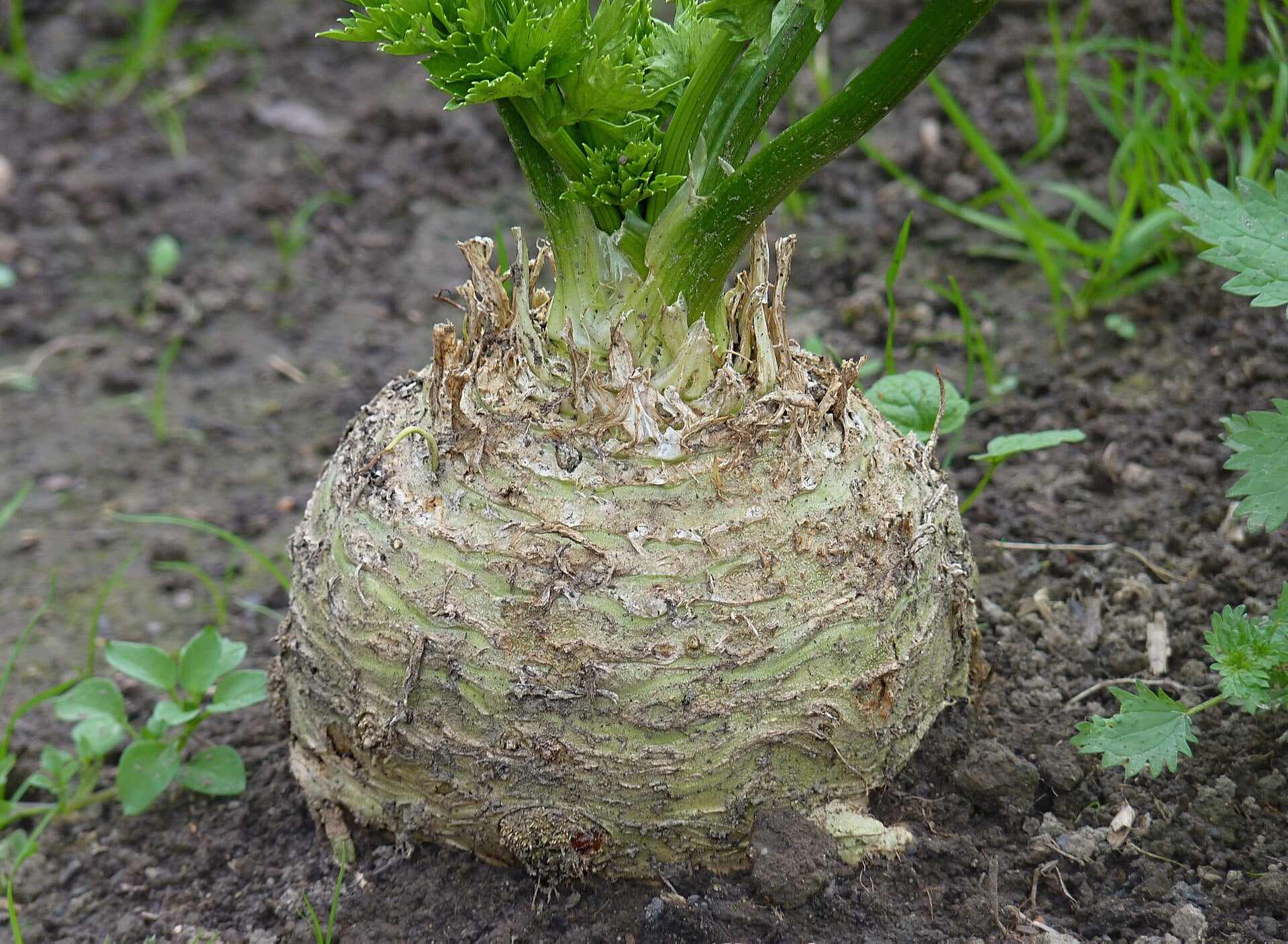 celeriac in a raised bed