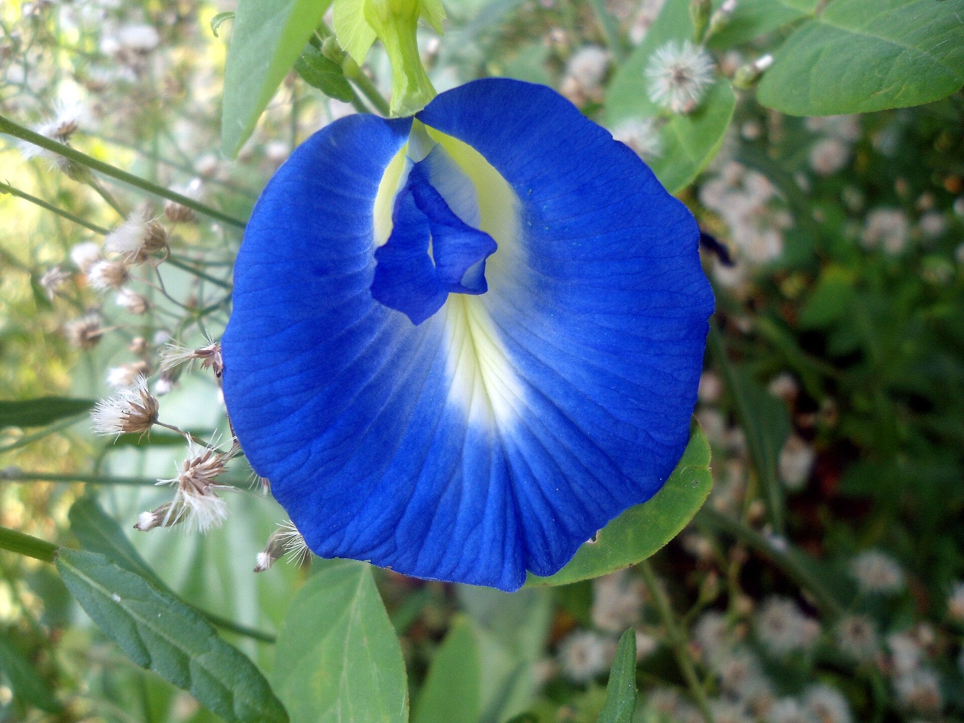 butterfly pea in a raised bed