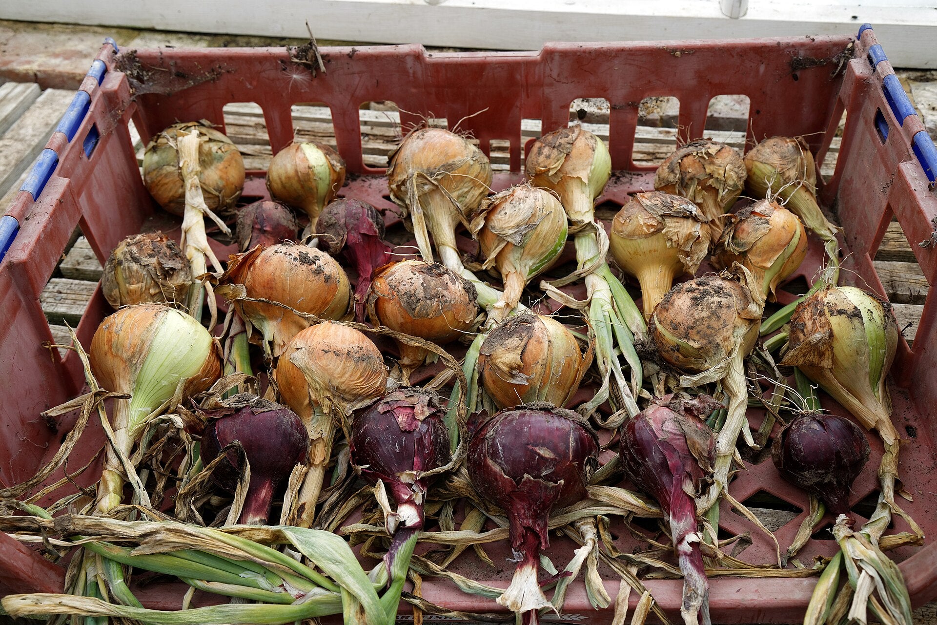 onions in a raised bed