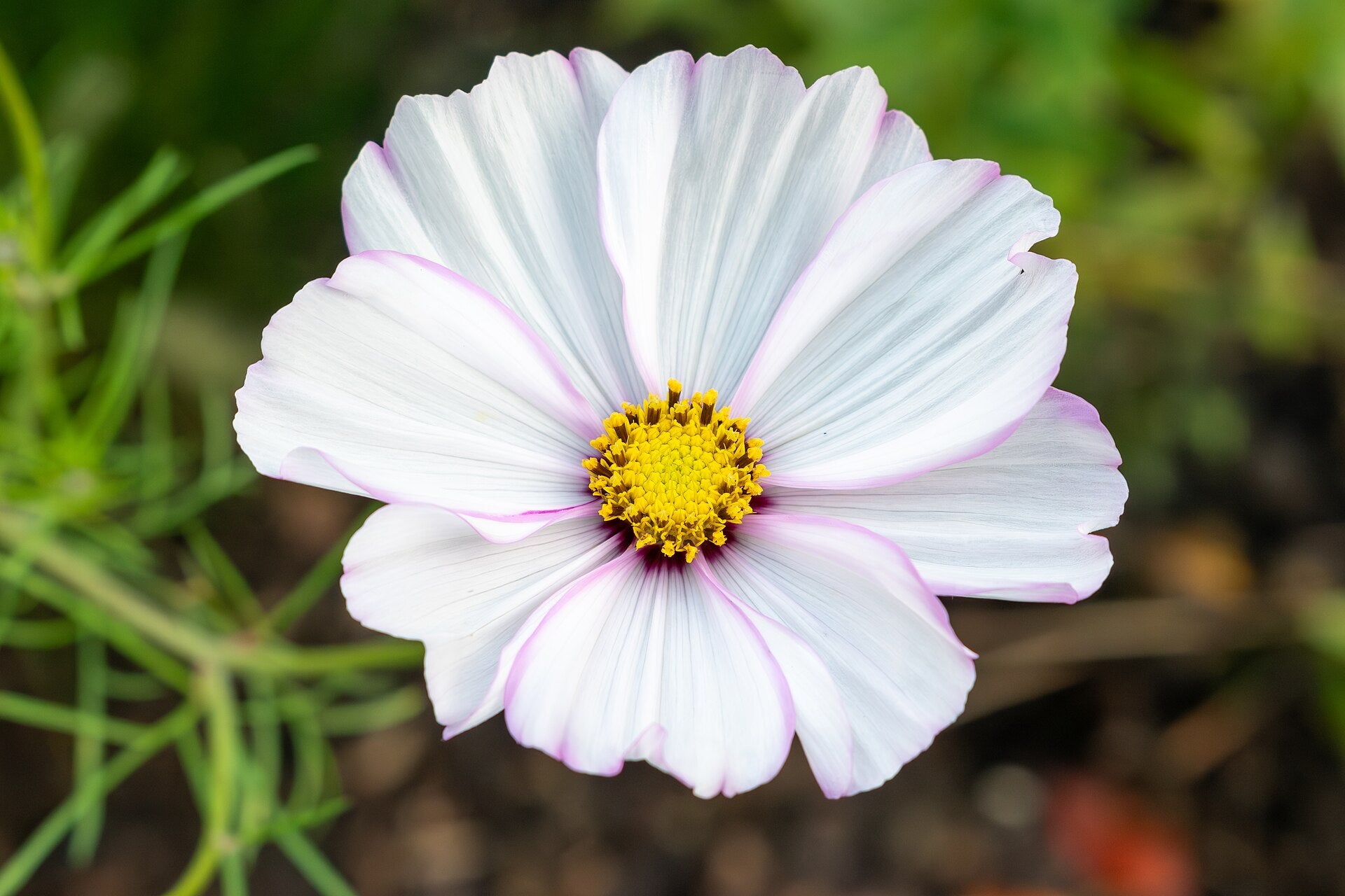 cosmos in a raised bed