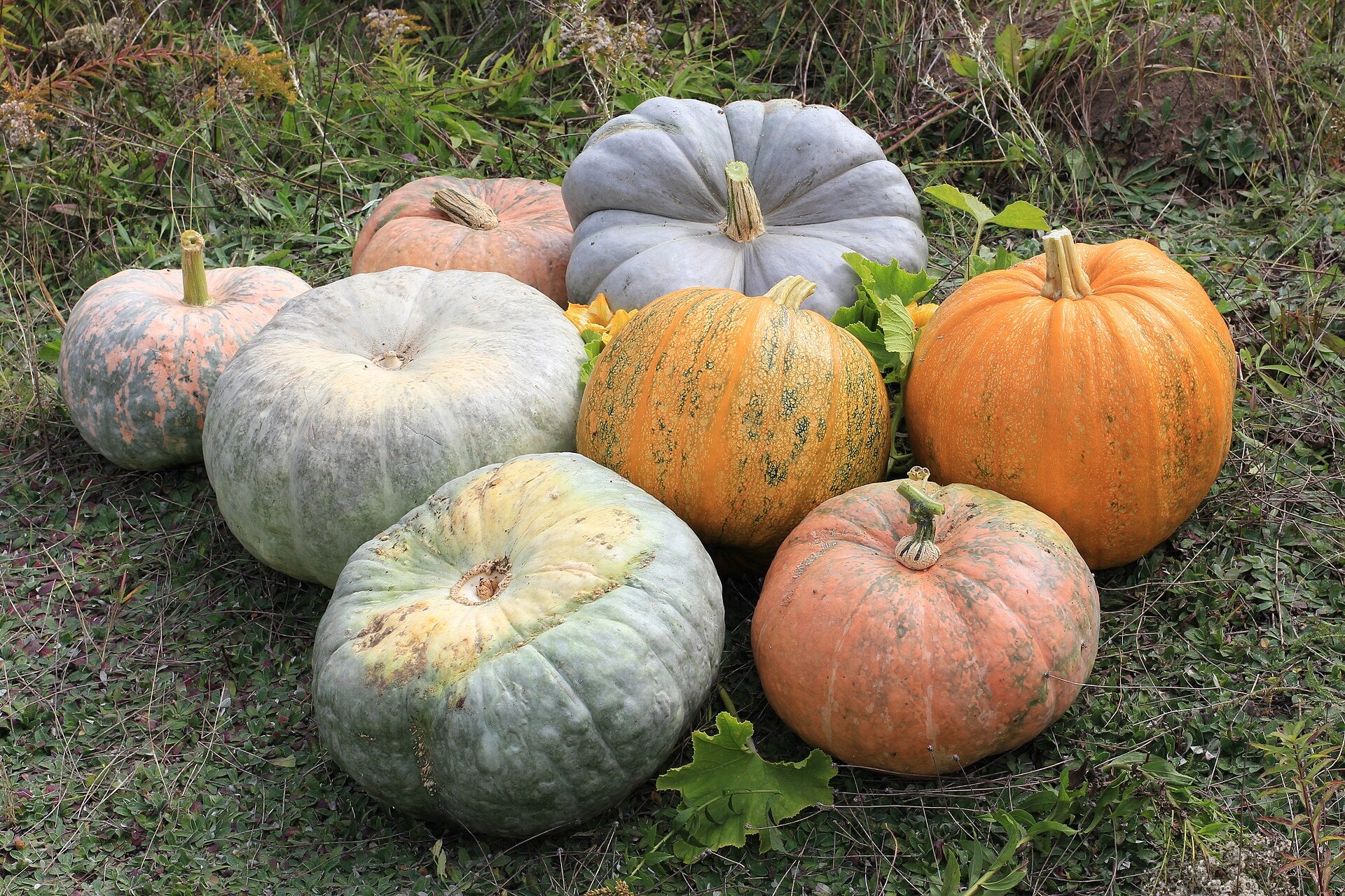 pumpkins in a raised bed