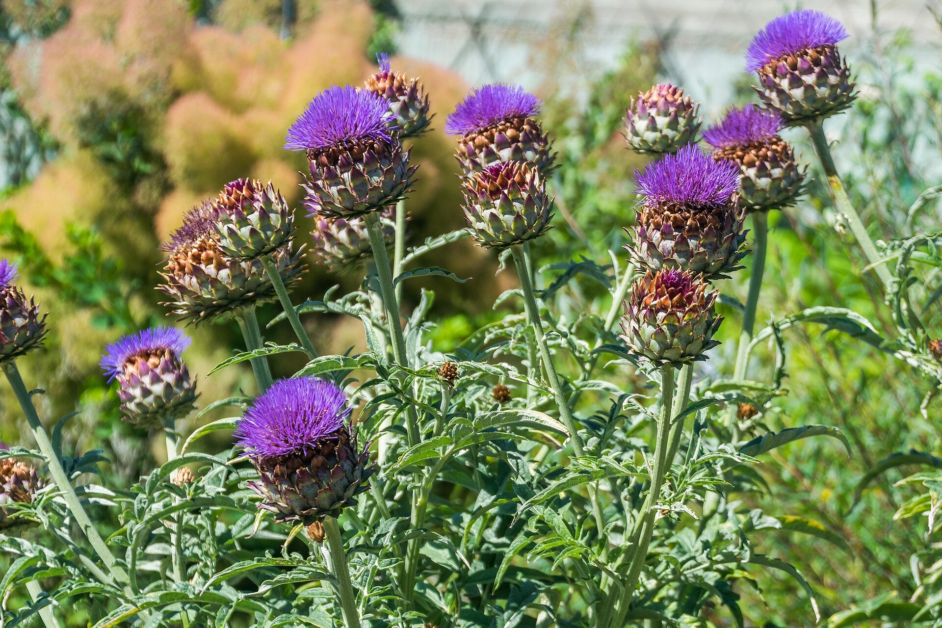 globe artichokes in a raised bed